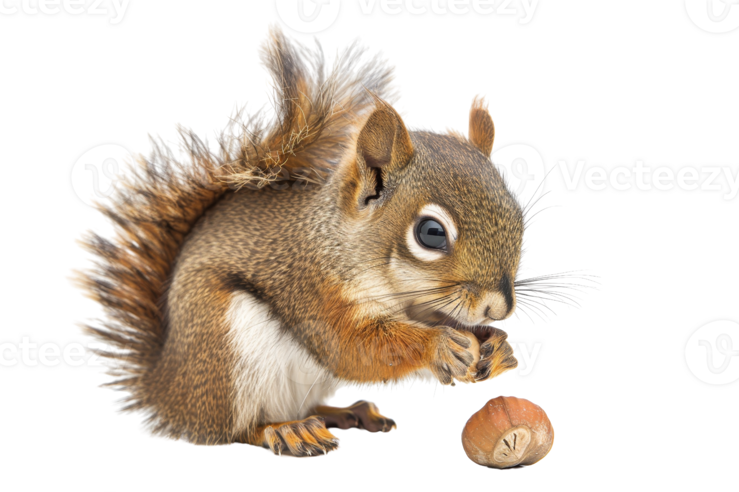 Cute squirrel nibbling on a nut, with detailed fur and expressive eyes, isolated on a transparent background. png