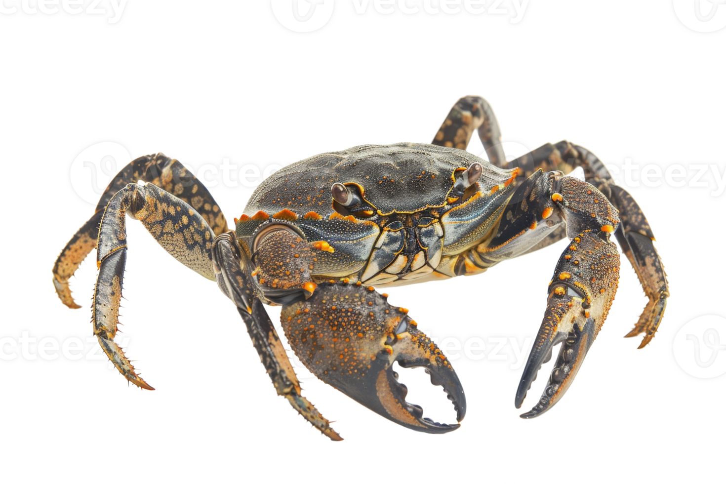 High-quality image of a crab with detailed features and claws, suitable for marine, wildlife, and seafood-related projects. png