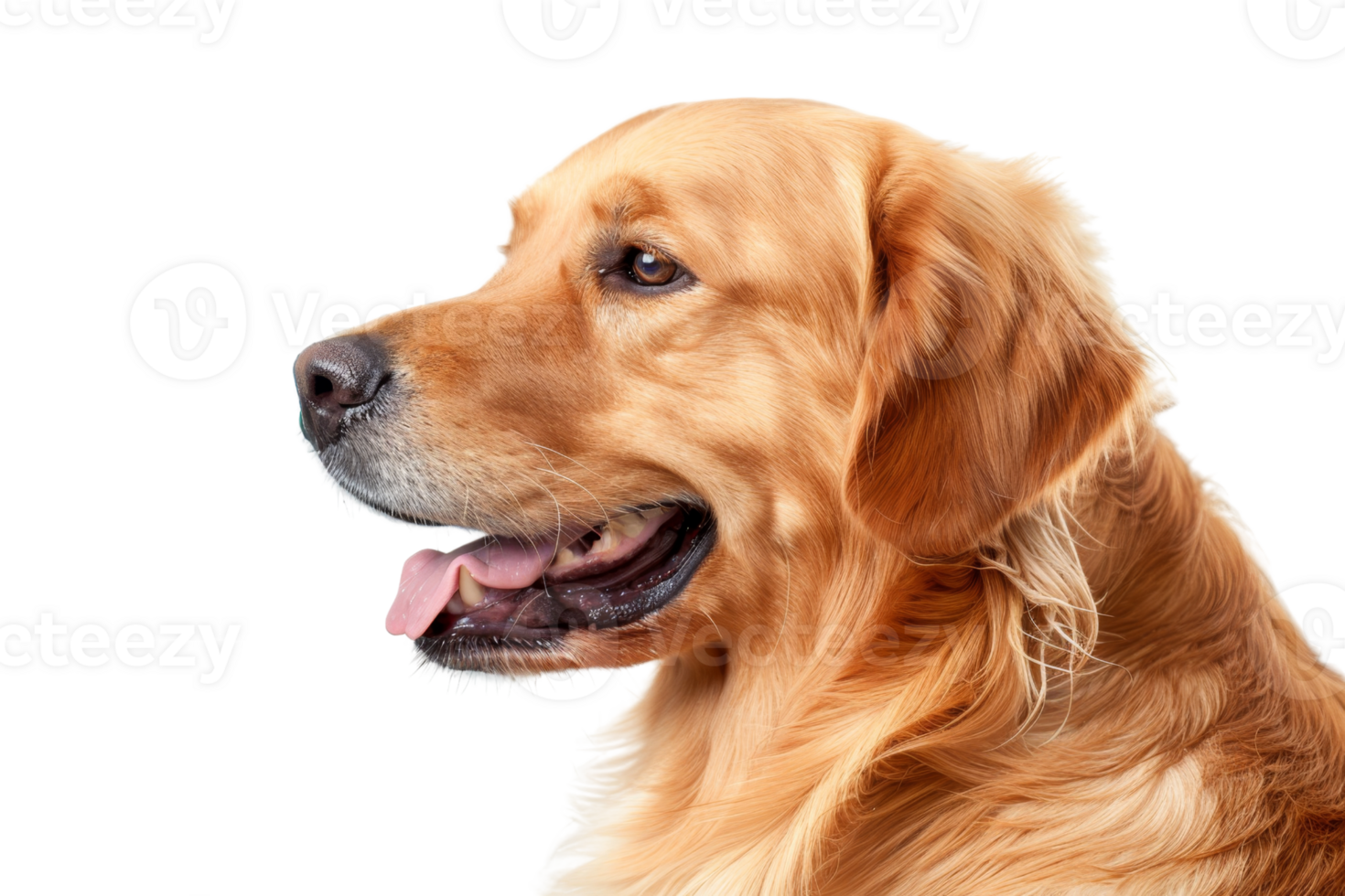 Golden Retriever dog profile isolated on transparent background. showcasing its friendly expression and golden fur. Perfect for pet-related projects. png