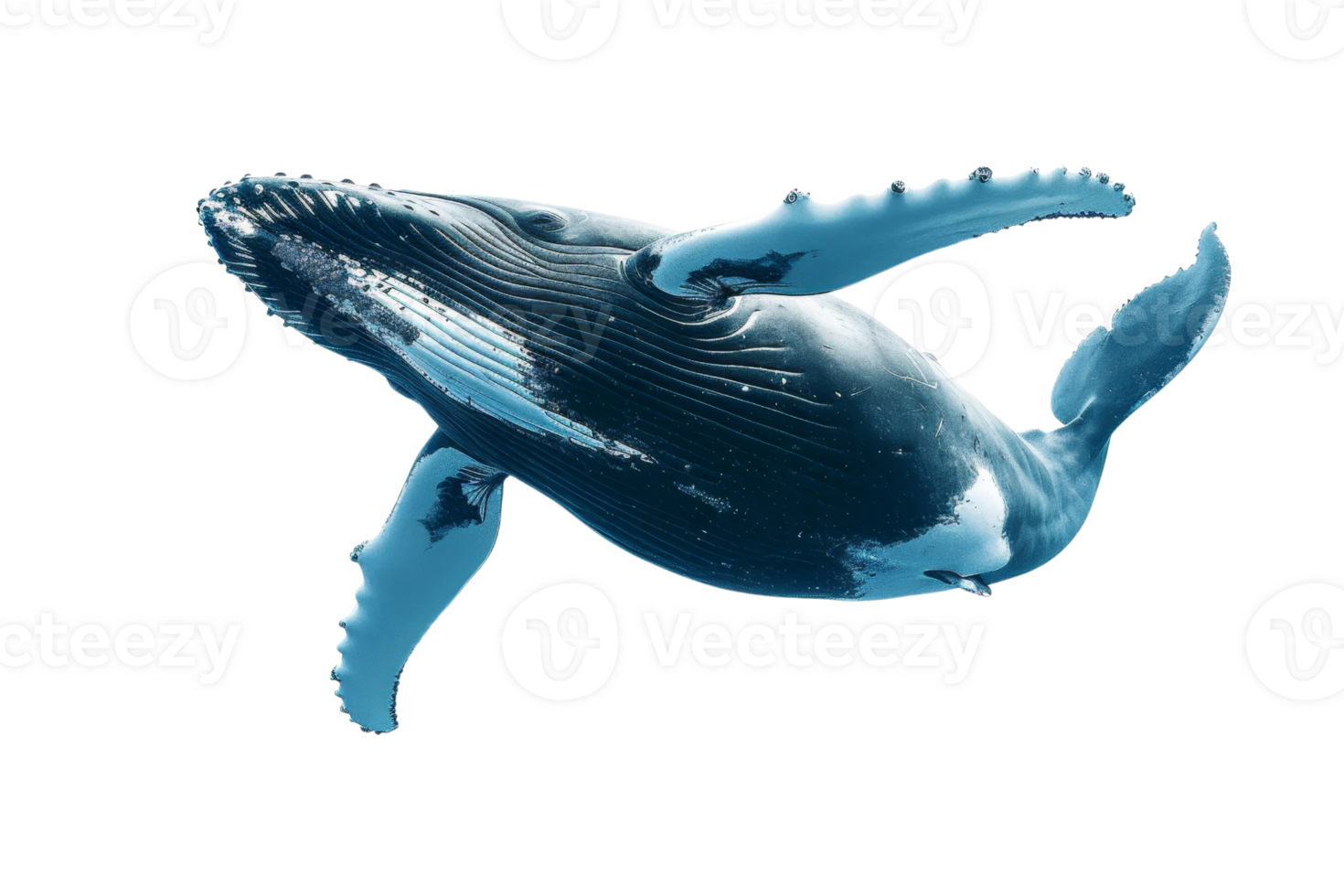 High-resolution image of a majestic humpback whale swimming underwater, showcasing its detailed body and graceful movement. png