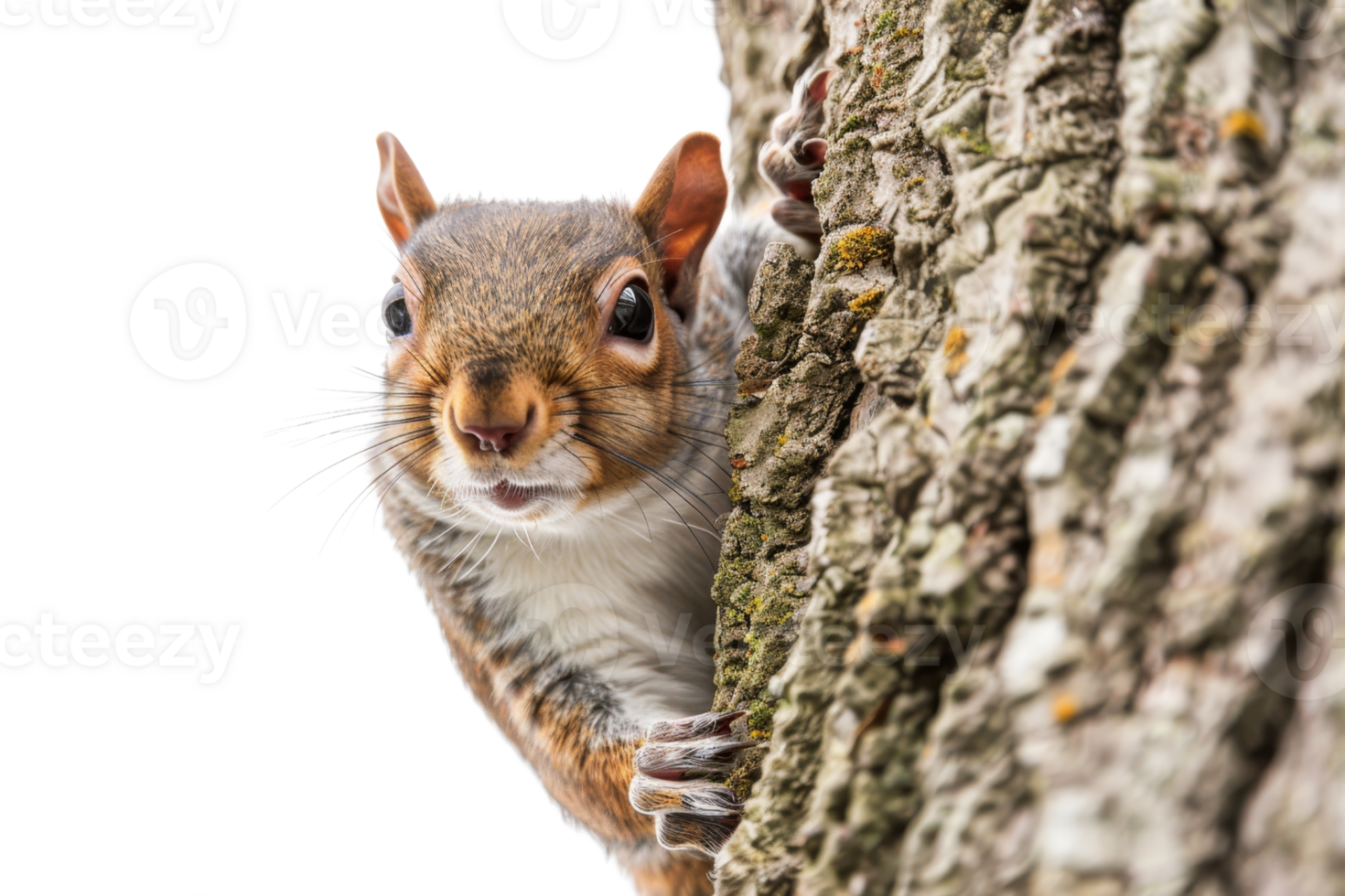 Curious squirrel peeking from behind a tree, capturing the essence of playful wildlife in a natural setting. png