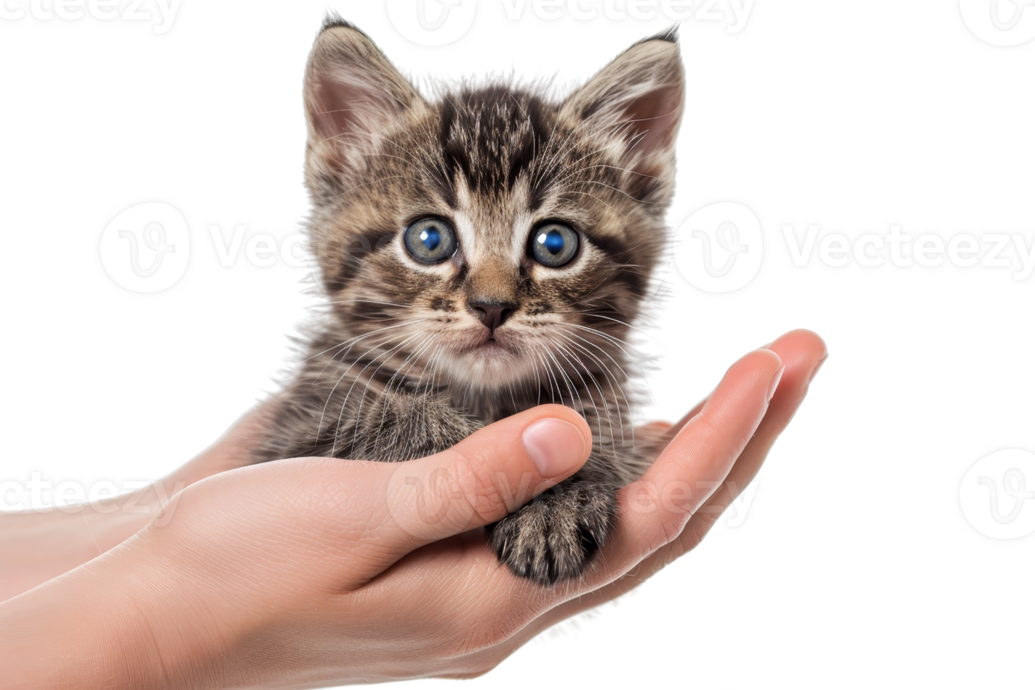 Cute tabby kitten with blue eyes held gently in a person's hand, isolated on transparent background. Perfect for pet lovers and animal-themed projects. png