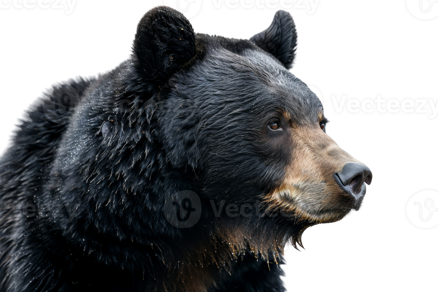 Close-up of a majestic black bear against a transparent background. Perfect for wildlife, nature, and animal-themed content. png