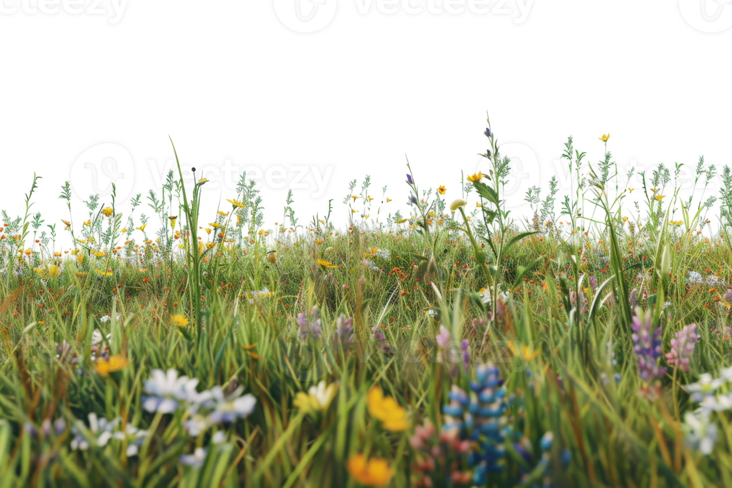 Vibrant meadow filled with colorful wildflowers and green grass, capturing the essence of nature and summer beauty. png