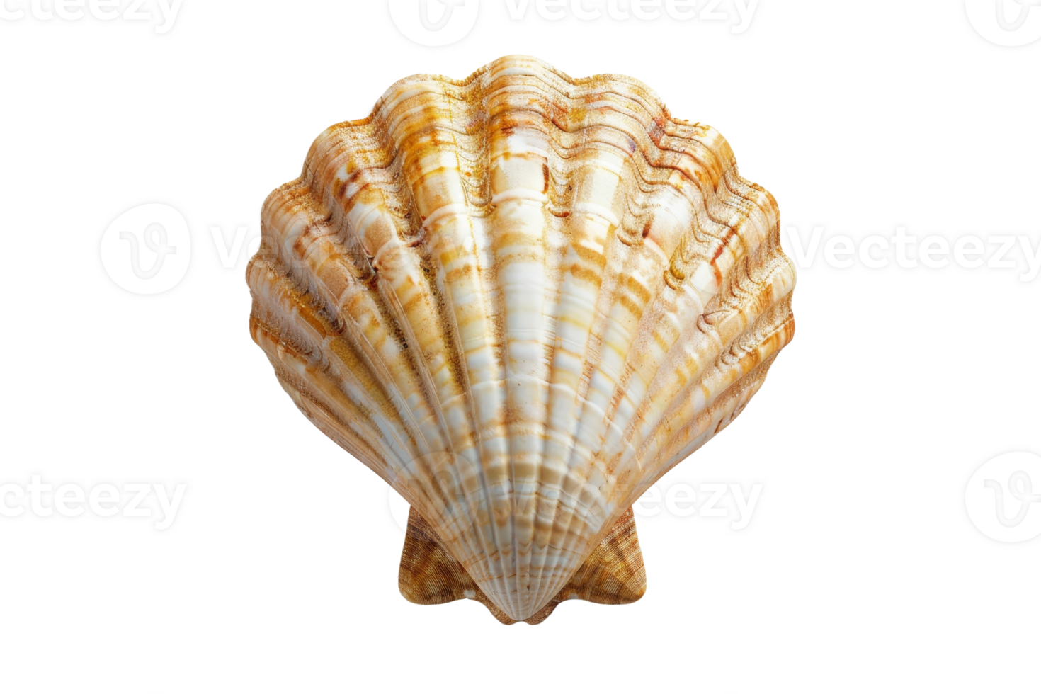Close-up of a beautiful seashell with intricate patterns and textures, isolated on a transparent background. Perfect for nature and marine-themed projects. png