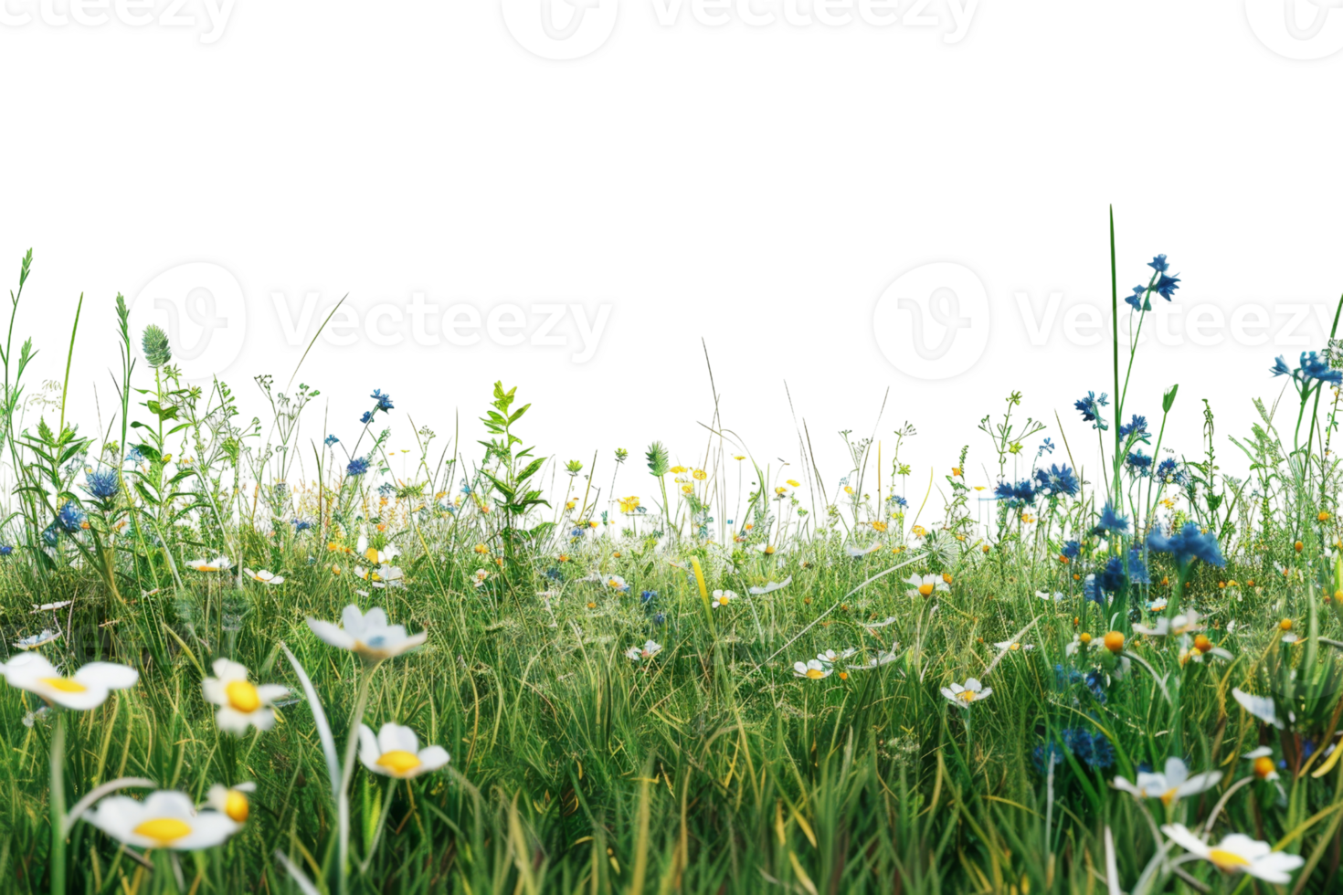 A lush meadow with green grass, white and blue wildflowers in bloom under a bright sky, capturing the beauty of spring nature. png
