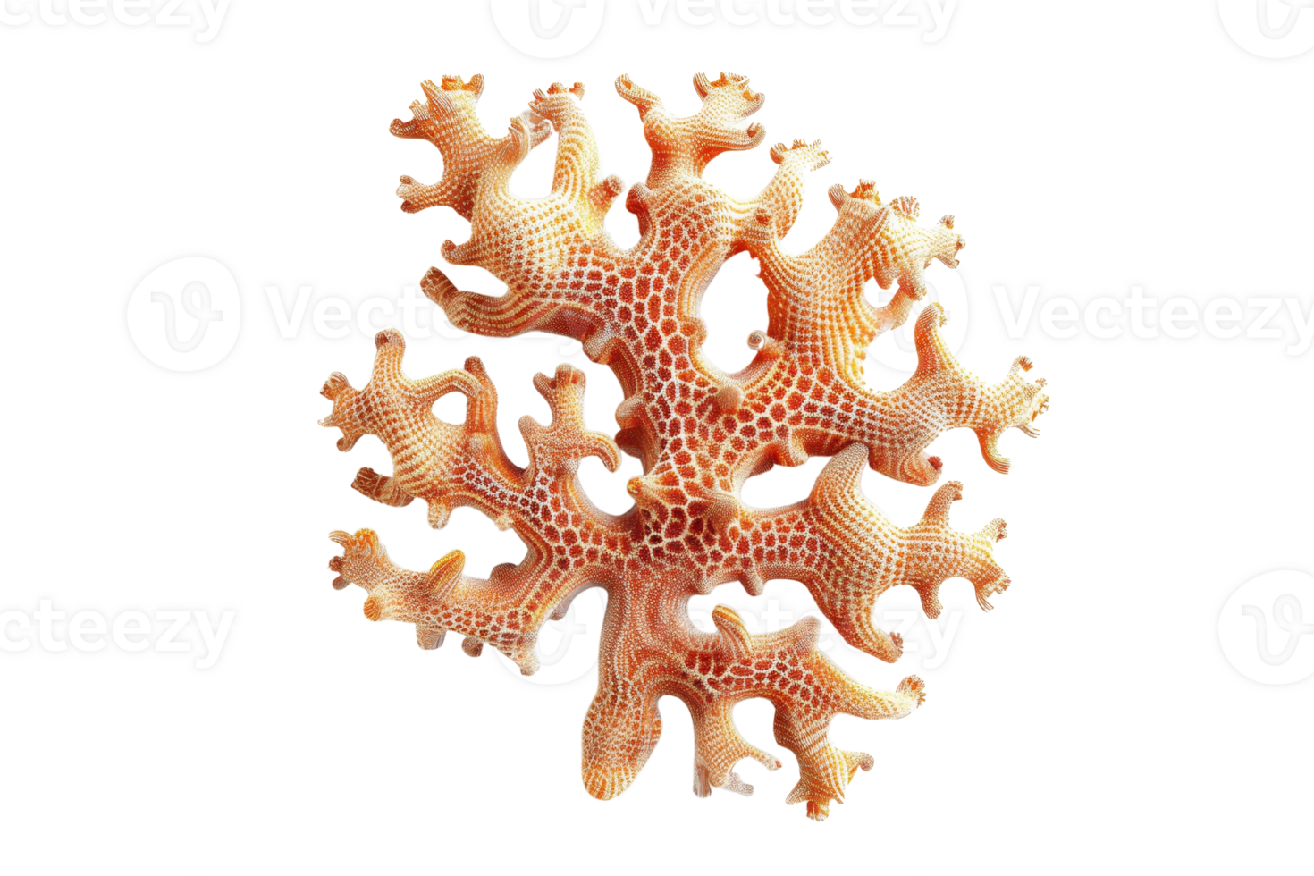 Close-up of a beautiful red coral branch isolated on a transparent background. showcasing intricate details and textures. png