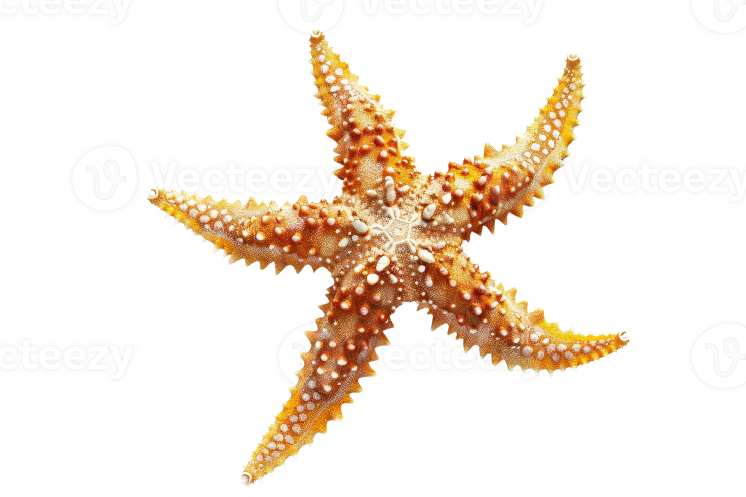 Close-up of a starfish with intricate details and textures, isolated on a transparent background. perfect for marine and beach-themed projects. png