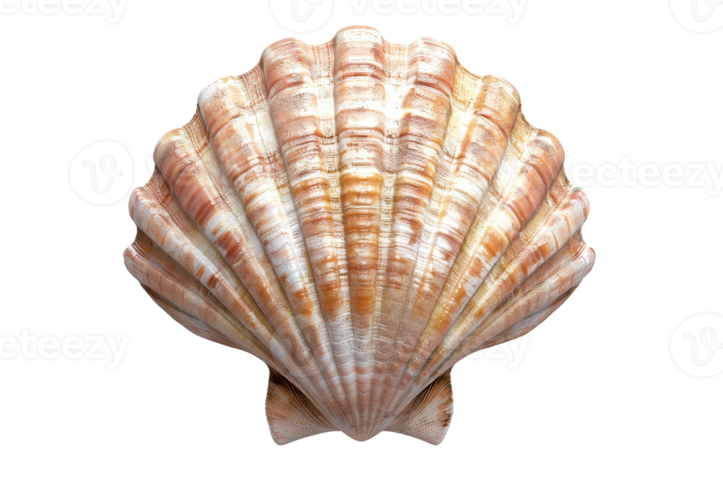 Close-up of a beautiful seashell with a textured, ridged surface and natural coloration, isolated on a transparent background. png
