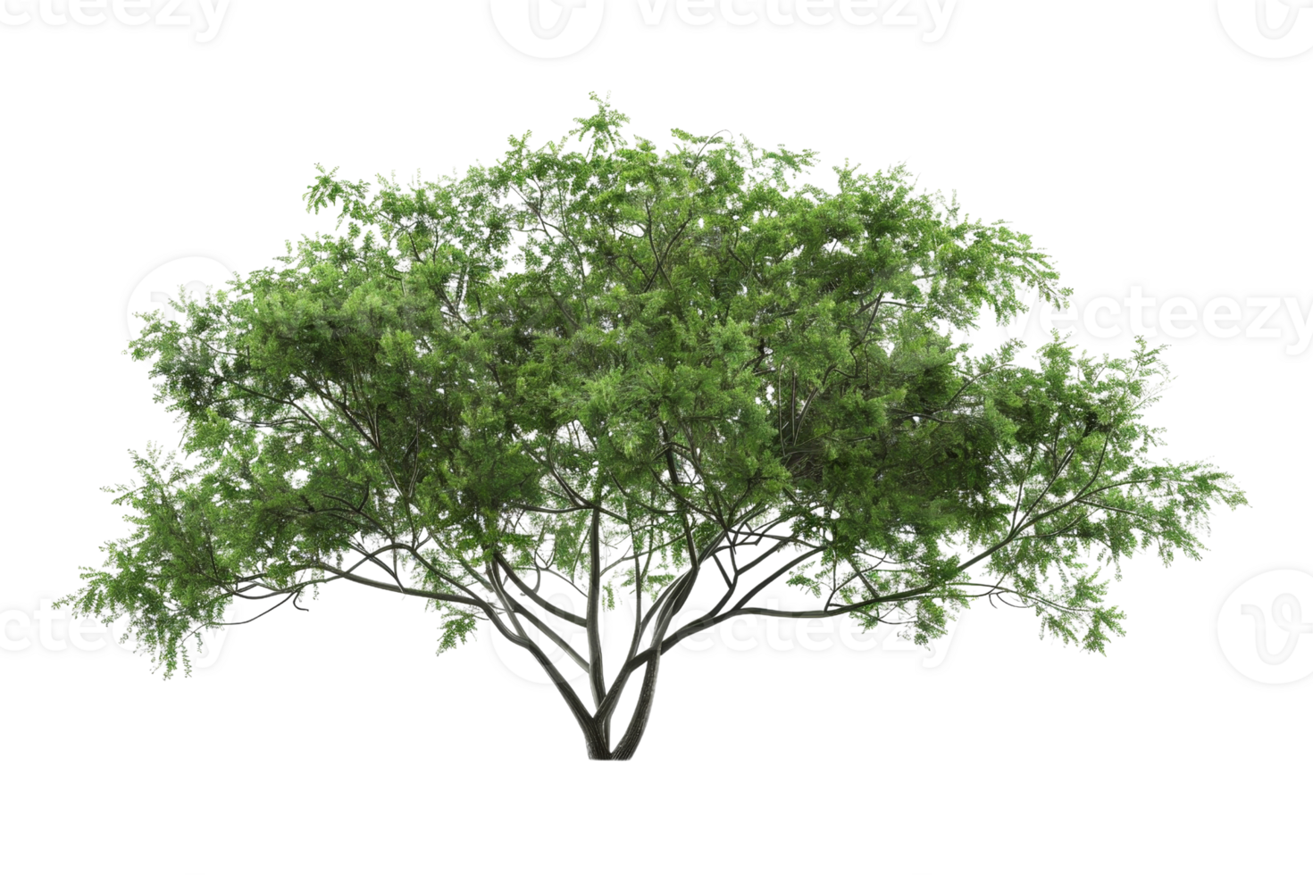 Lush green tree with dense foliage, featuring a sprawling canopy, perfect for nature and landscape themes in your design projects. png