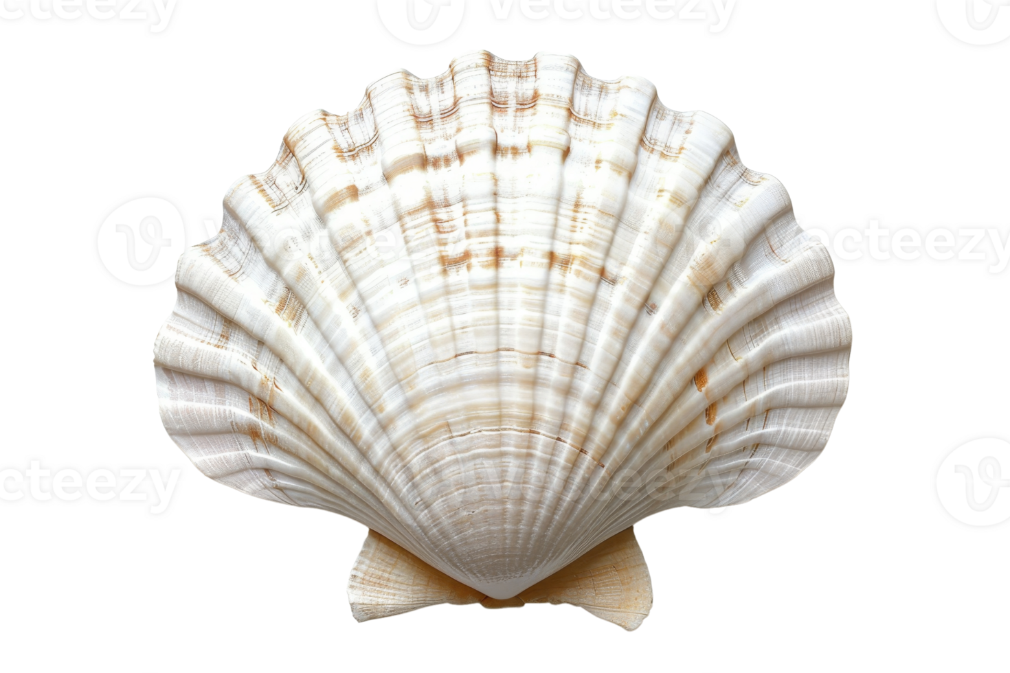 A detailed image of a single seashell, showcasing its intricate texture and natural beauty. Perfect for coastal and marine themes. png