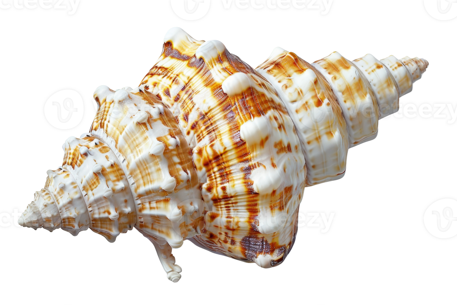 Close-up image of a beautiful, intricate seashell with unique, natural patterns. Ideal for beach, nature, and marine-themed projects. png