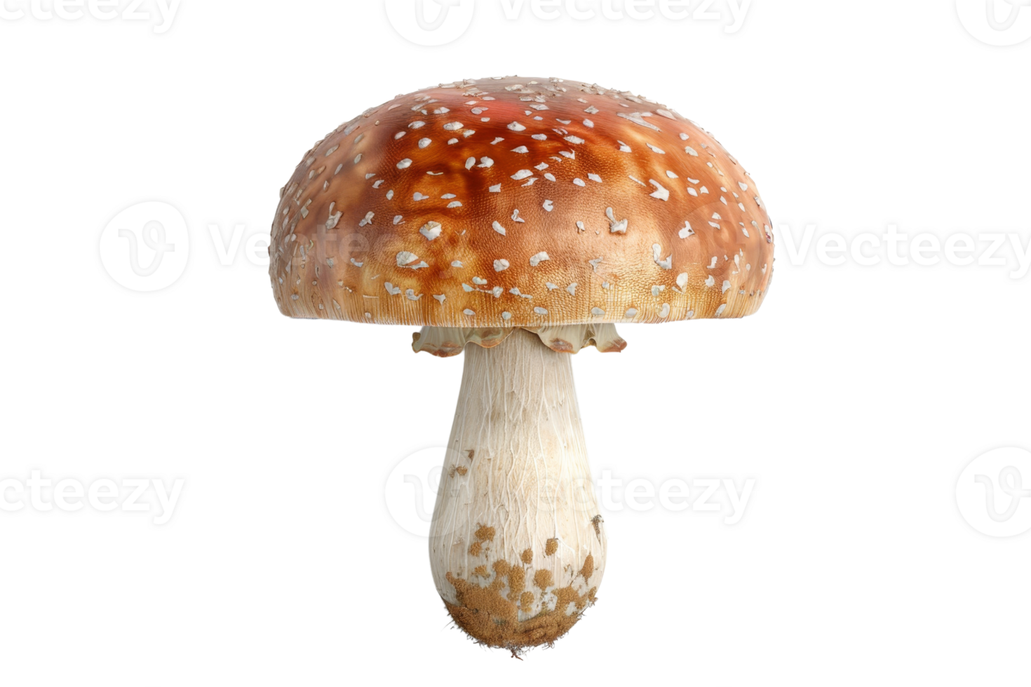 High-resolution image of a brown mushroom with a white speckled cap on a transparent background. ideal for culinary or botanical projects. png
