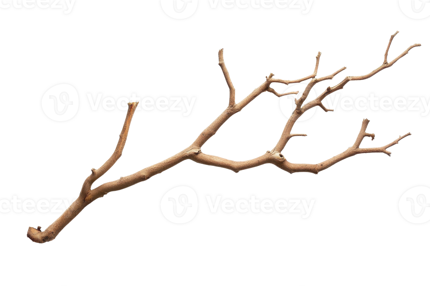 Close-up of a dry tree branch with multiple twigs isolated on transparent background. for nature and botanical themes. png