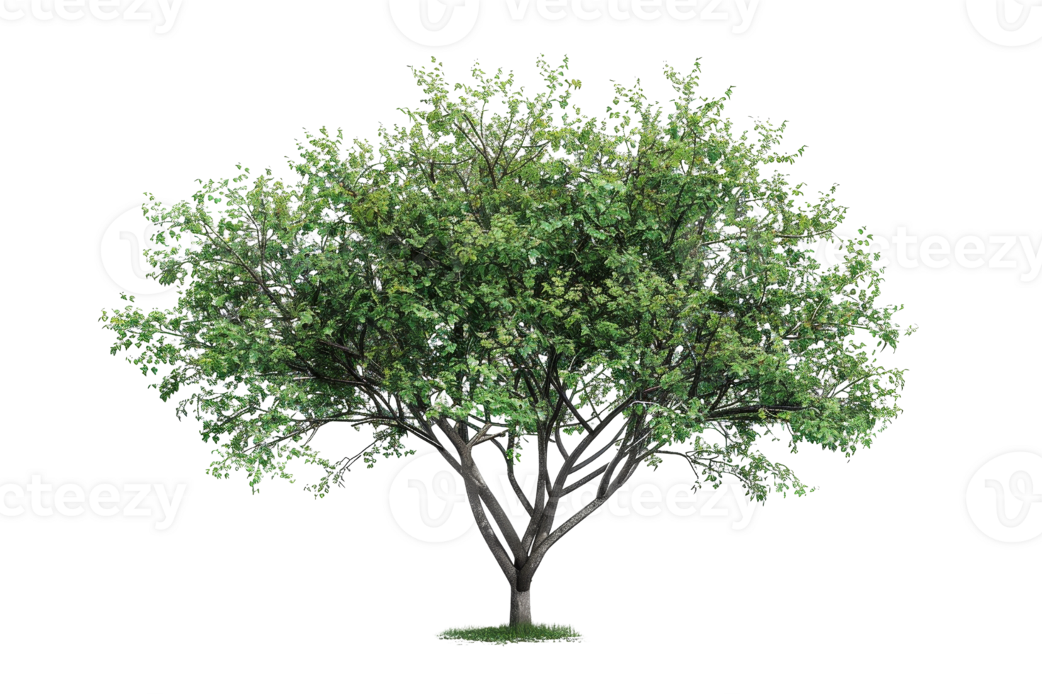 Lush green tree with dense foliage, perfect for nature and landscape themes. Isolated on transparent background. for easy incorporation into designs. png