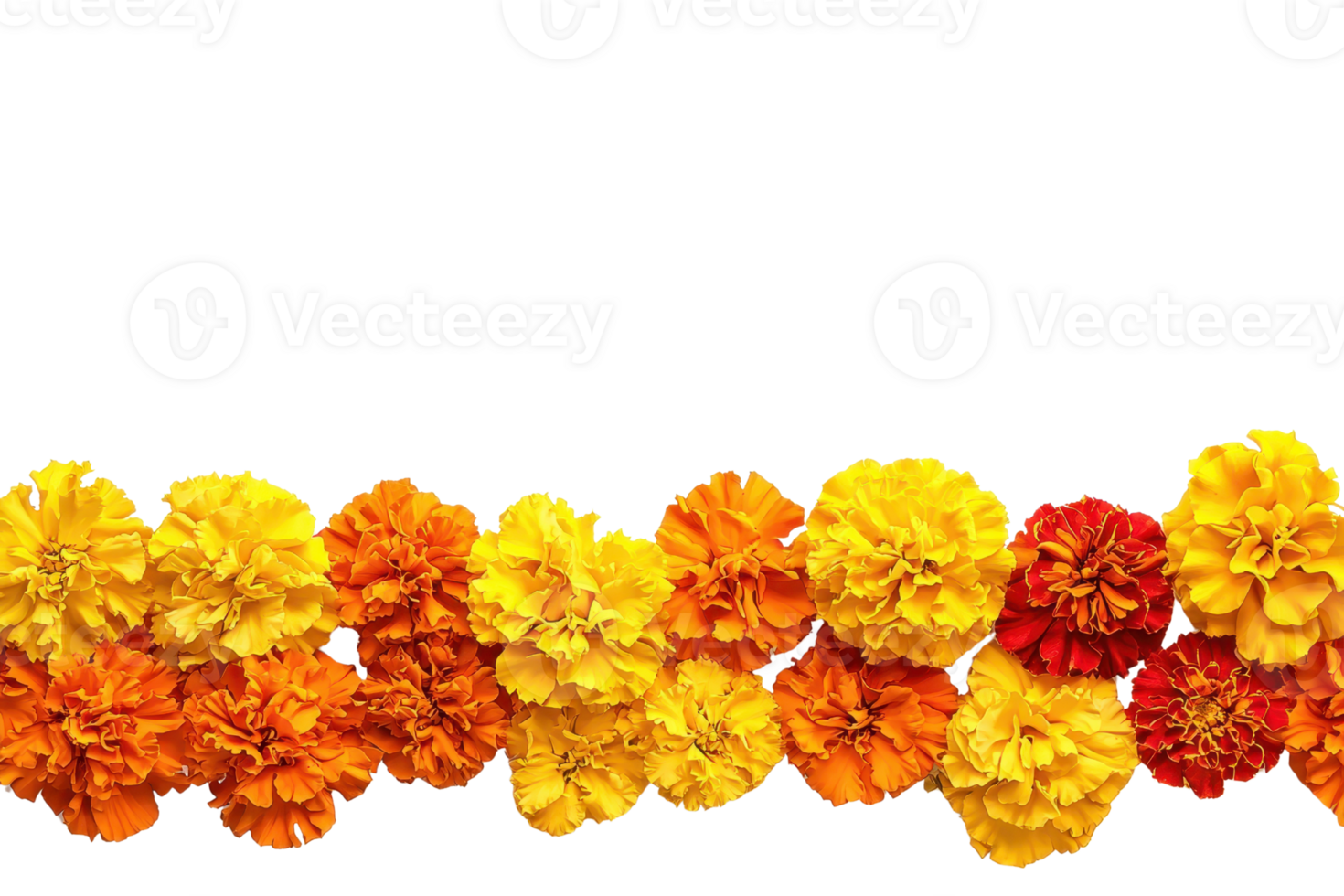Vibrant row of orange and yellow marigold flowers isolated on transparent background. perfect for floral and spring-themed designs. png