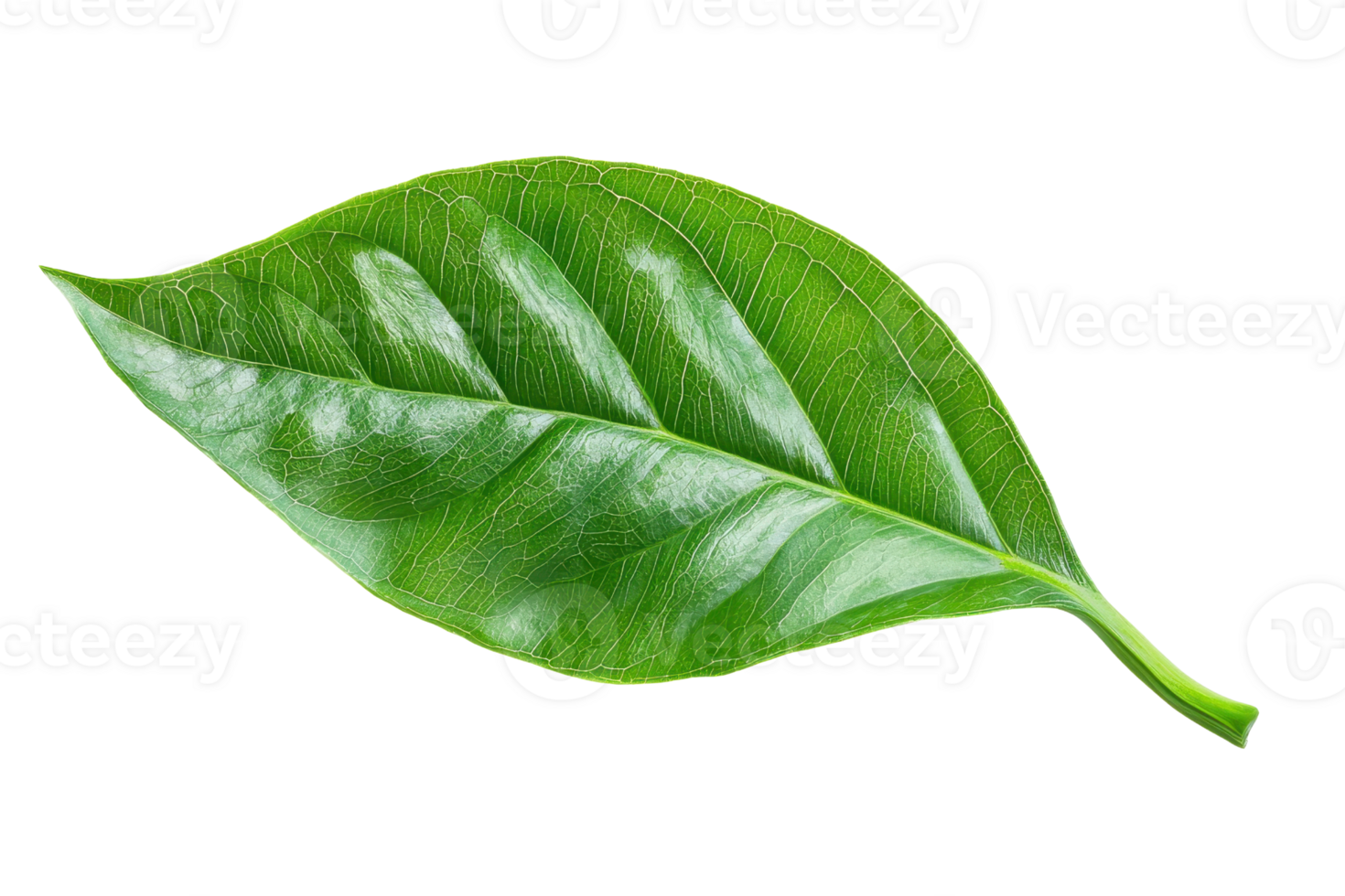 A vibrant green leaf with detailed veins on a transparent background. perfect for nature, botanical, and organic-themed designs. png