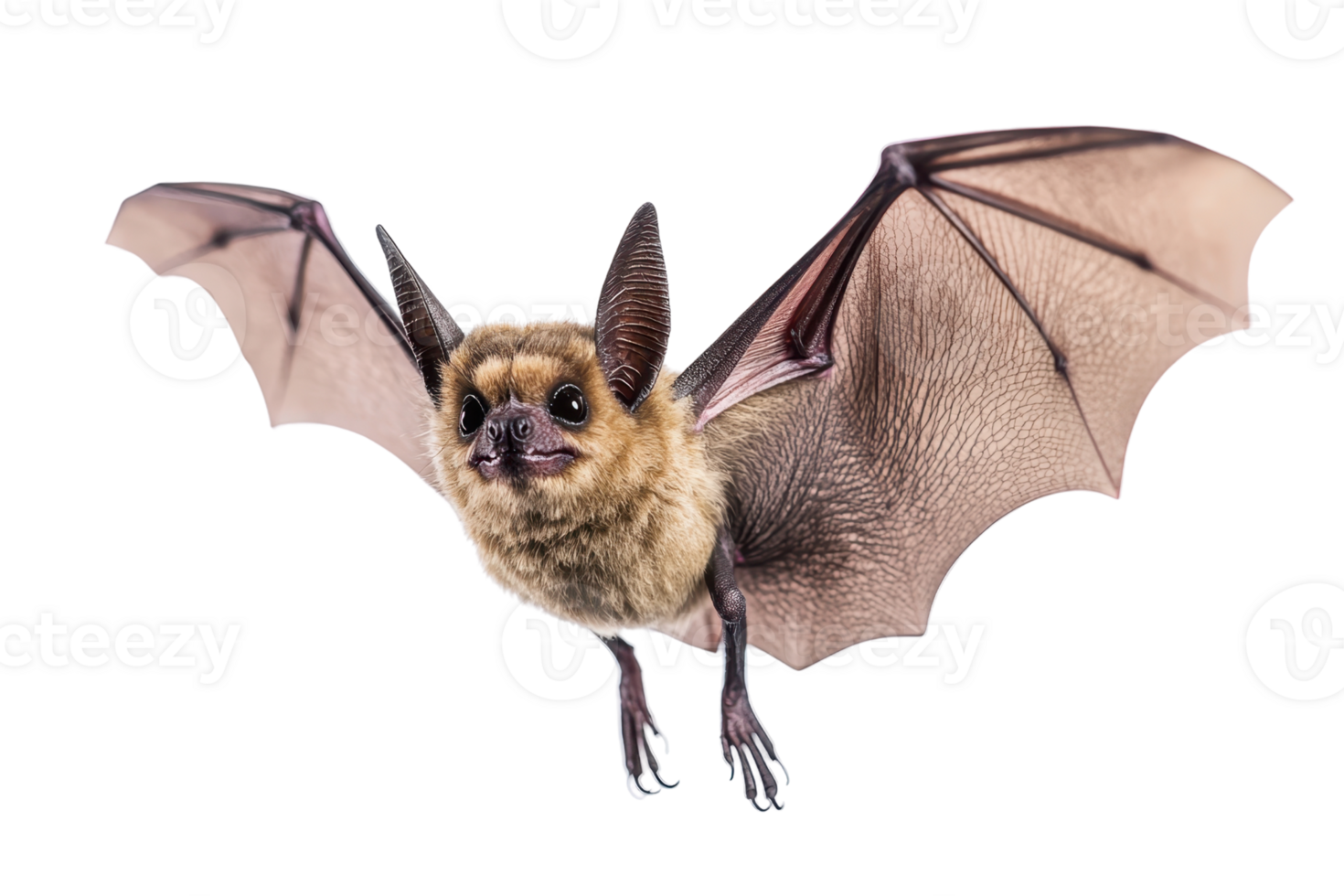 Close-up of a bat in flight with wings spread, isolated on transparent background. showcasing its detailed features and unique anatomy. png