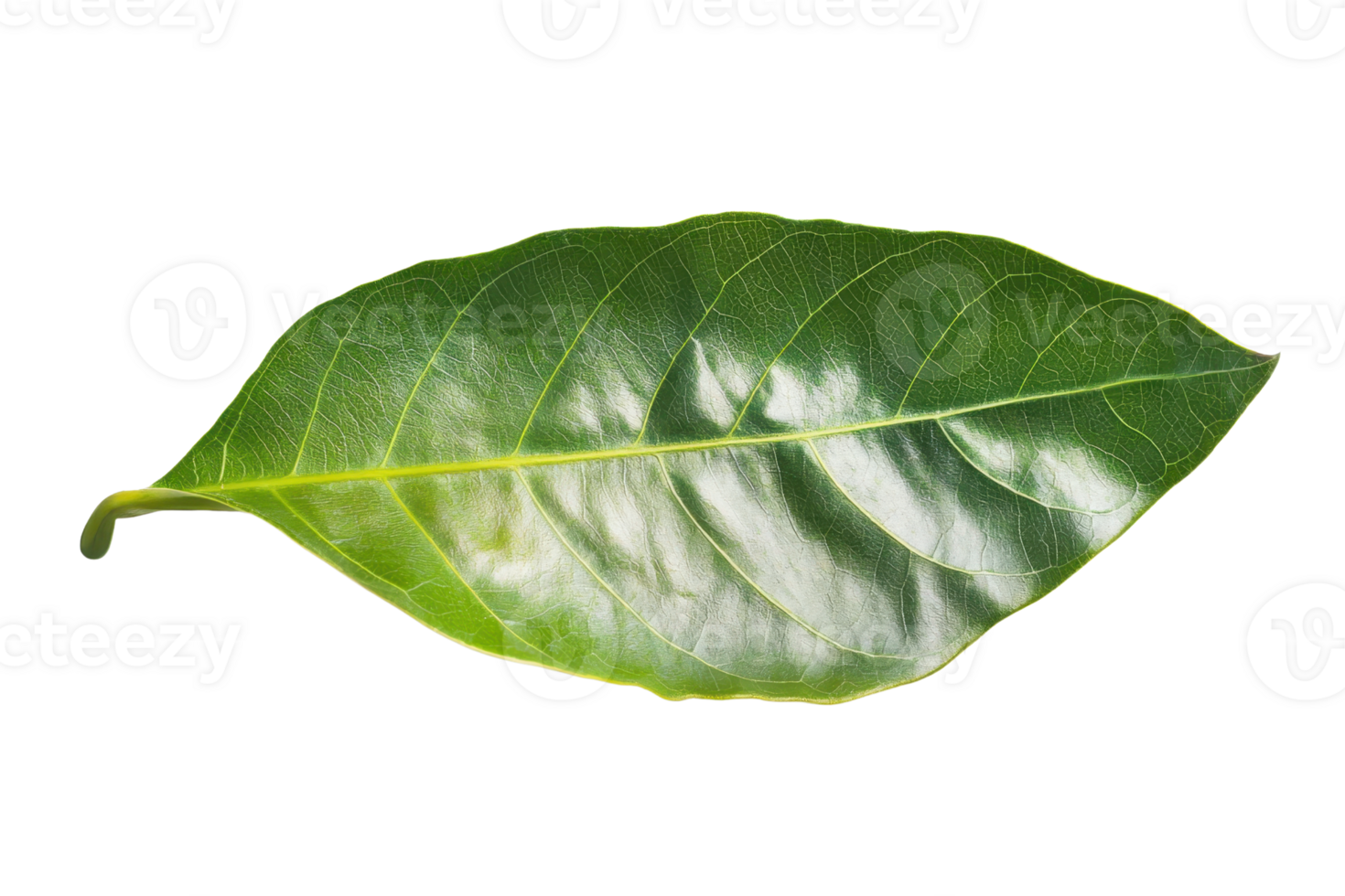 Close-up high-resolution image of a vibrant green leaf isolated on a transparent background. showcasing its detailed texture and natural beauty. png
