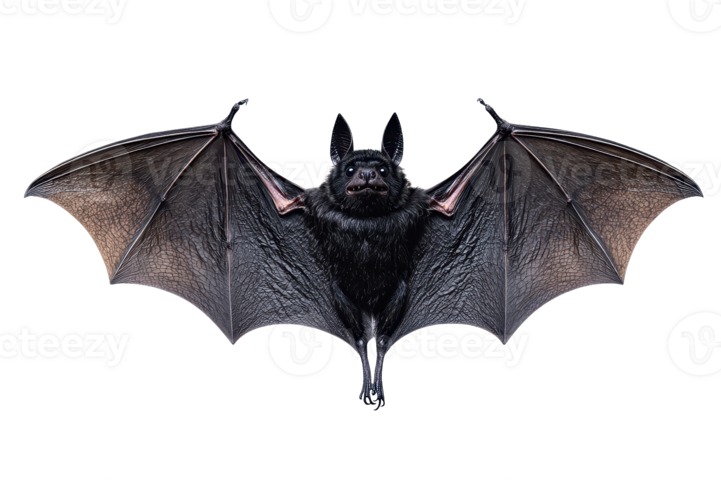 Close-up image of a flying bat with outstretched wings on a transparent background. showcasing the unique details of its anatomy and motion. png
