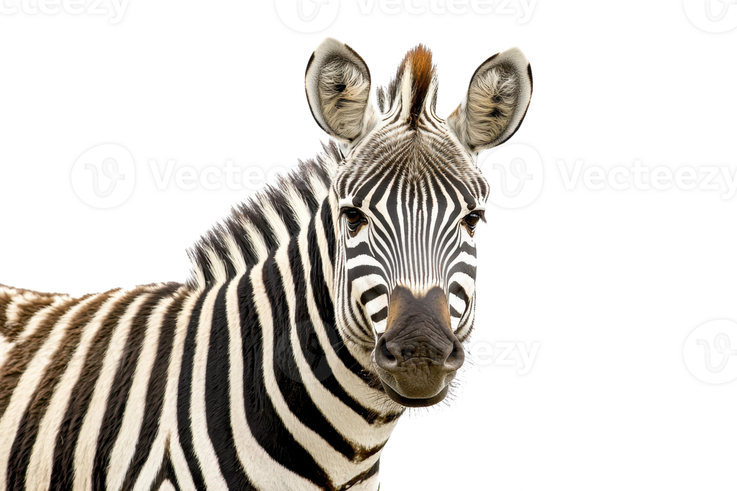 Close-up of a zebra with black and white stripes, isolated on a transparent background. showcasing its unique pattern and details. png