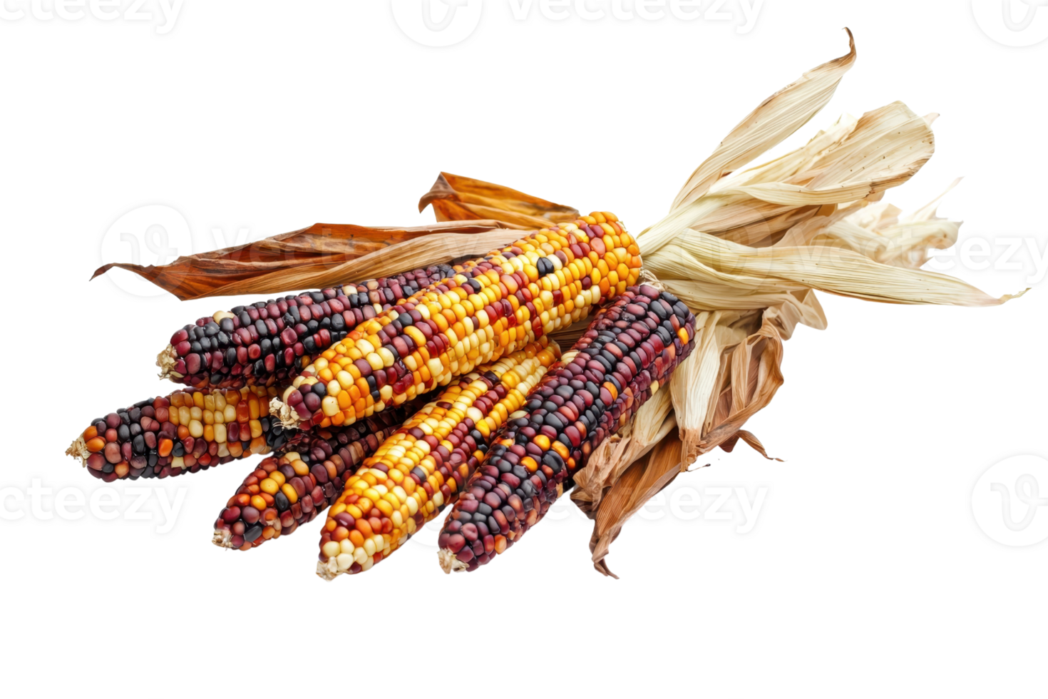 Colorful organic corn cobs with husks, isolated on transparent background. ideal for autumn, harvest, and agriculture themes. png