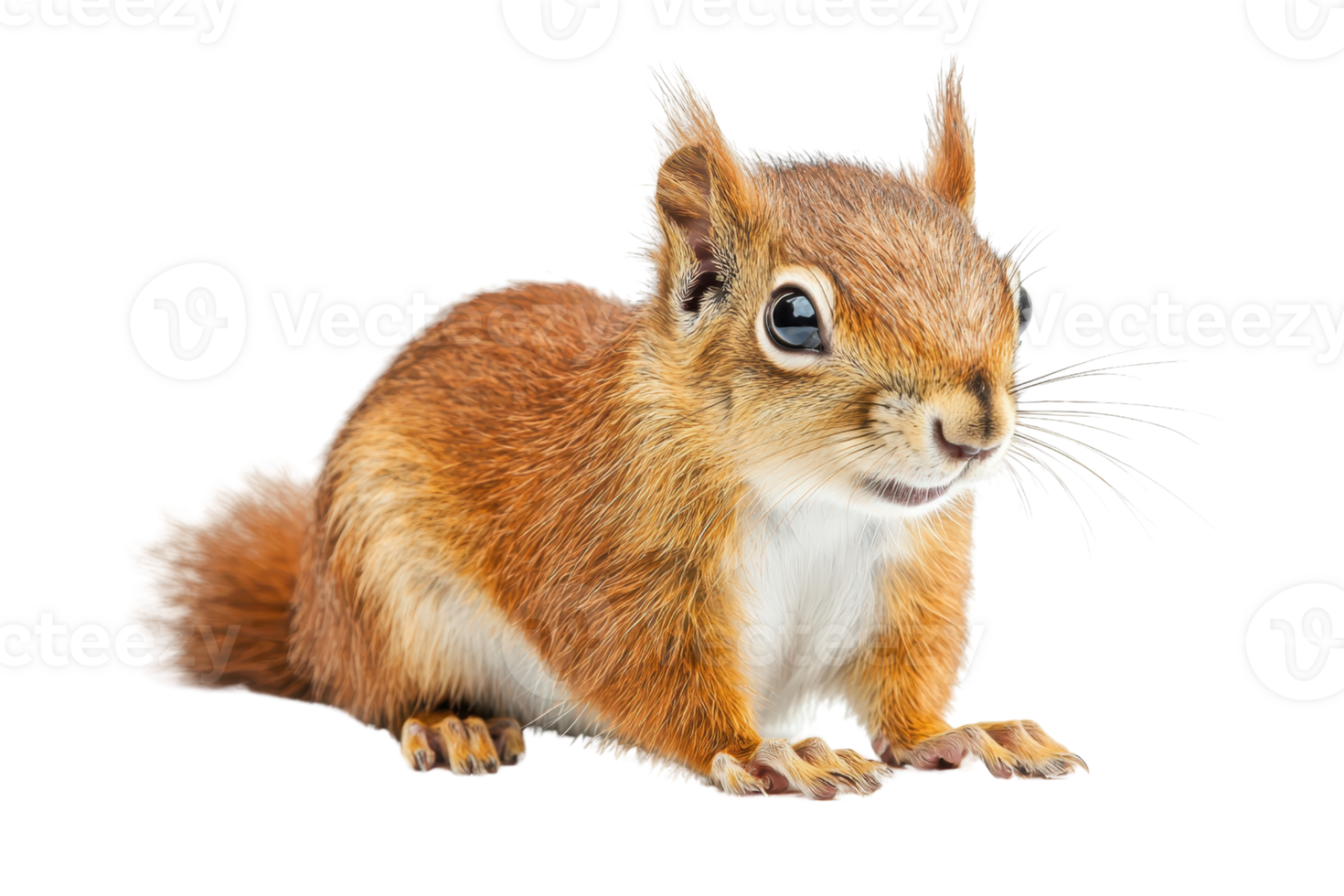 Cute brown squirrel with a bushy tail sitting against a transparent background. perfect for nature and wildlife-themed projects. png