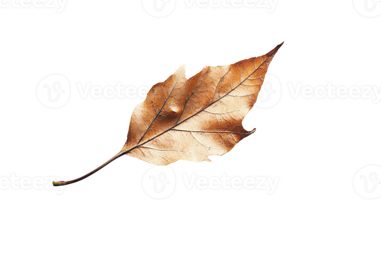 High-quality close-up image of a single dried brown leaf isolated on a transparent background. Perfect for autumn and nature-themed projects. png