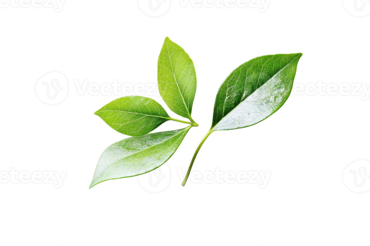 Fresh green leaves isolated on transparent background. symbolizing nature, growth, and eco-friendly concepts. Perfect for nature-themed projects. png