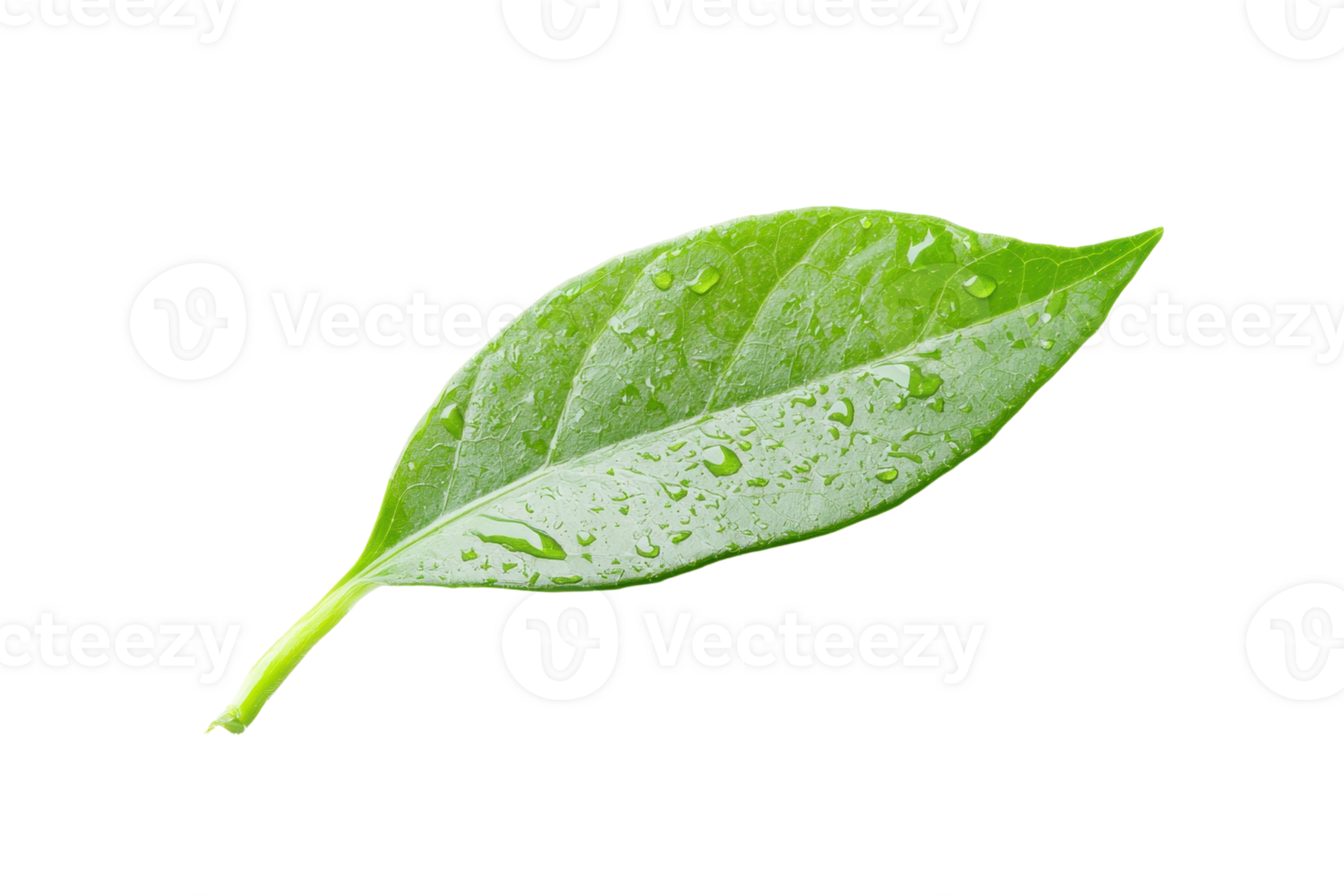 Close-up image of a green leaf with water droplets, isolated on a transparent background. Perfect for nature, organic, or botanical themes. png