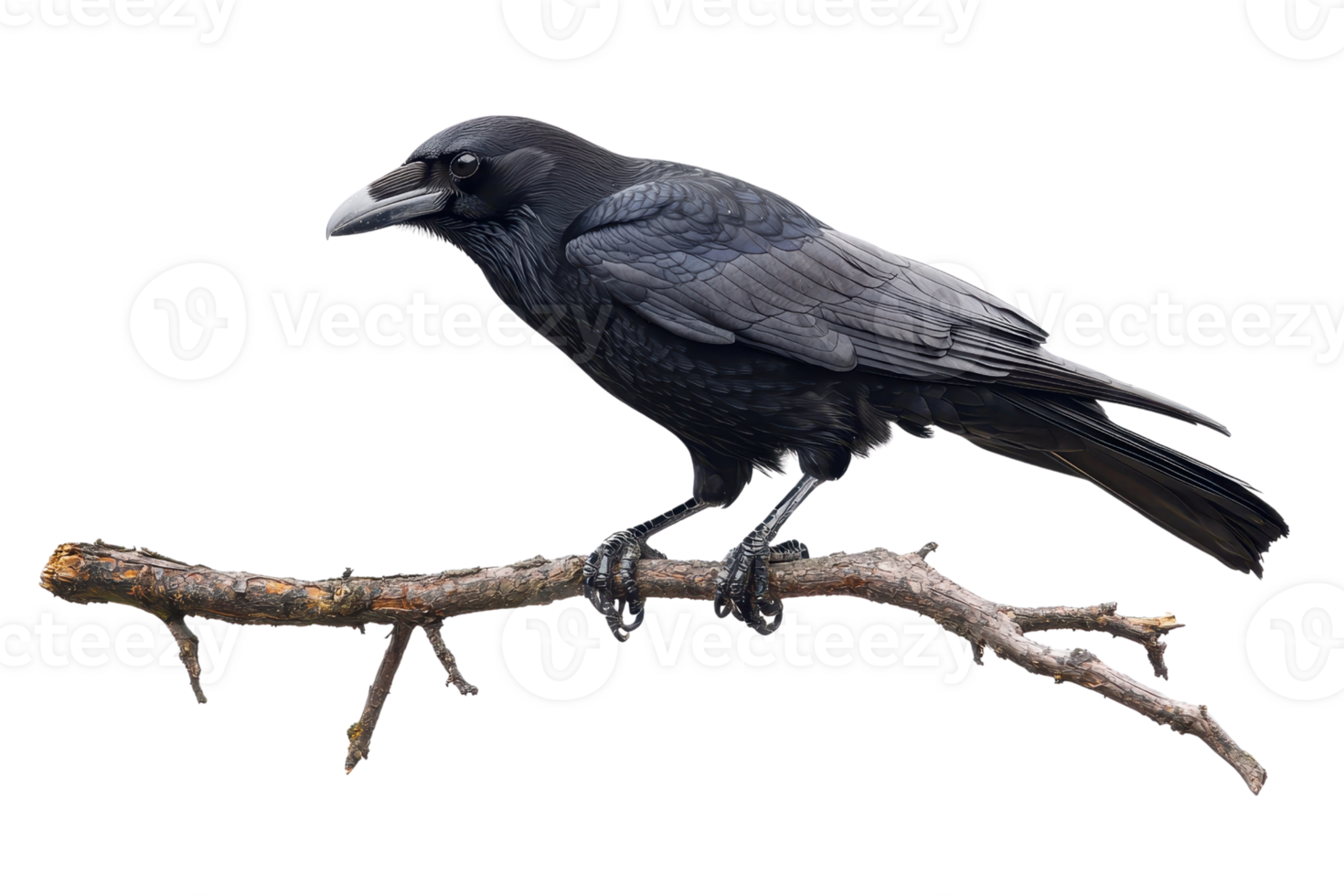 A solitary black raven perches on a branch, showcasing the bird's glossy feathers and sharp beak against a plain background. png