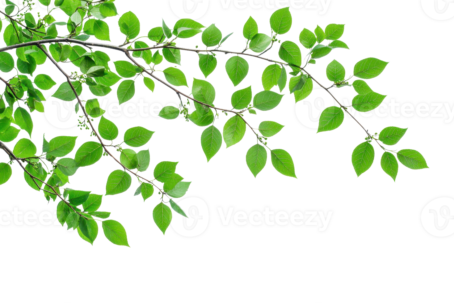 Close-up of a green leafy branch, isolated on a transparent background. Perfect for botanical and nature-themed designs and backgrounds. png