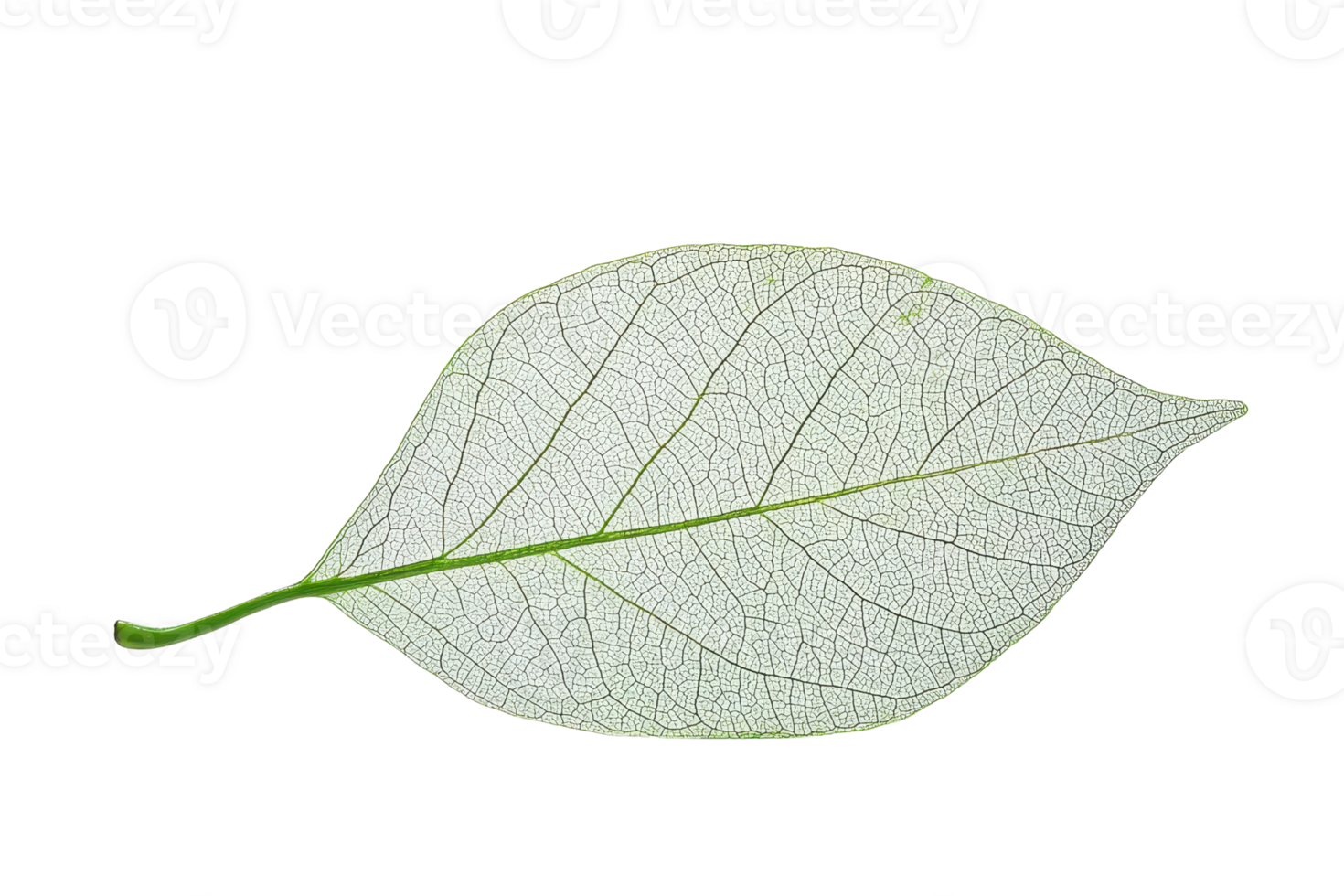 Macro shot of an intricate natural leaf structure with visible veins and textures, isolated on transparent background. highlighting detailed nature patterns. png