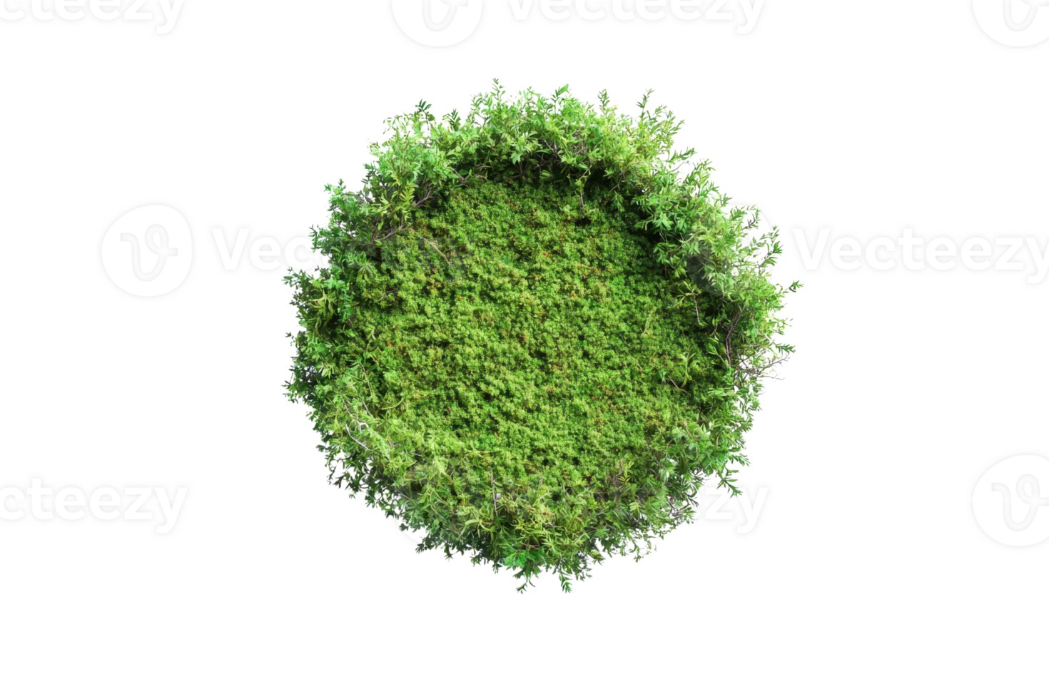Top view of a lush green moss circle isolated on a transparent background. showcasing natural texture and vibrant color. png