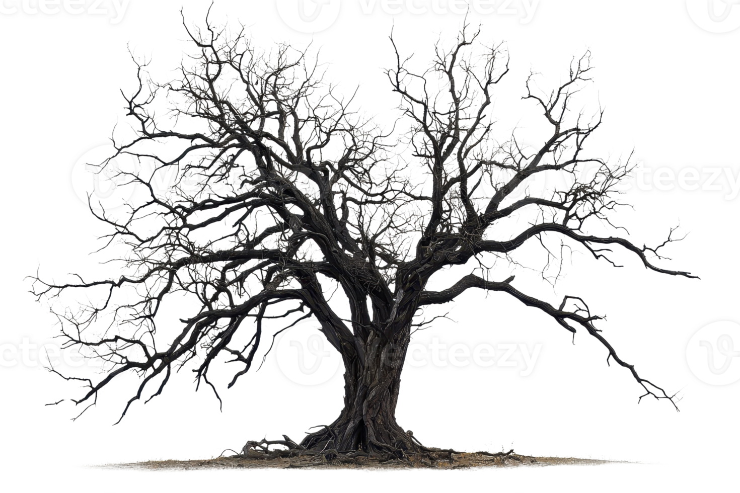 Majestic blooming tree in spring with dense branches and delicate blossoms, isolated on transparent background. png