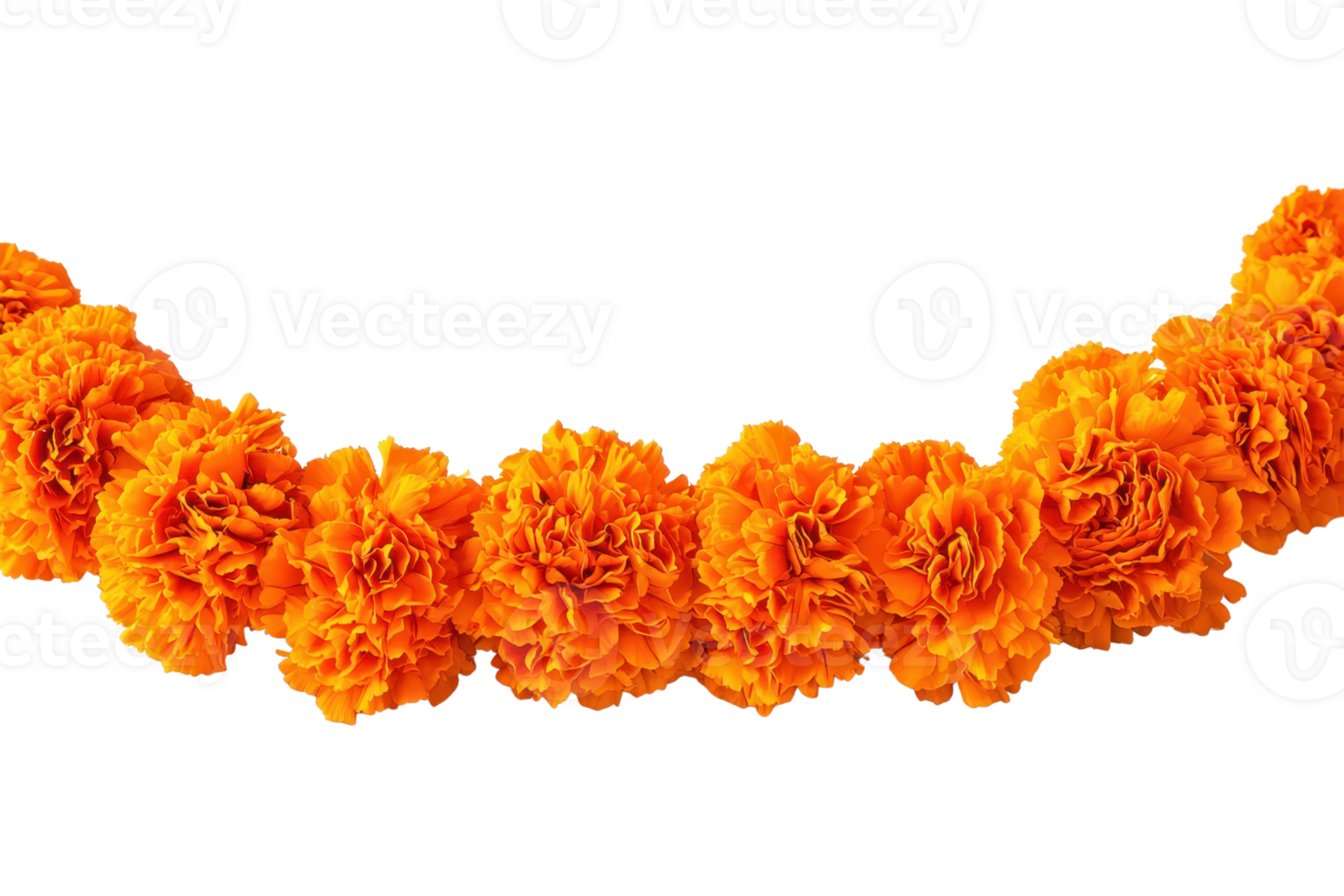 Beautiful marigold garland on a transparent background, perfect for festive celebrations, weddings, and decoration purposes. png