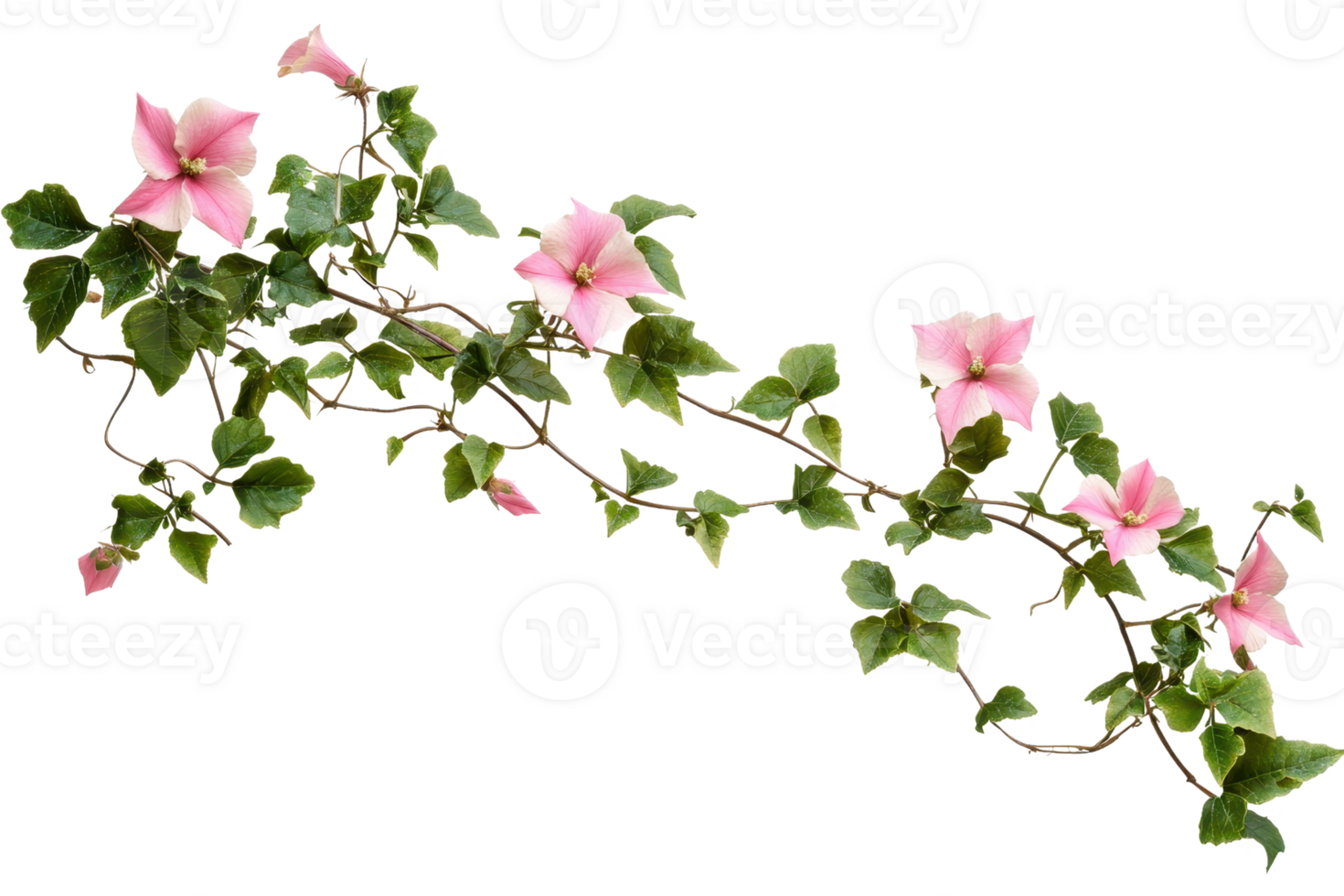 Beautiful pink flowers on a green vine isolated on a transparent background. Perfect for floral designs and botanical projects. png