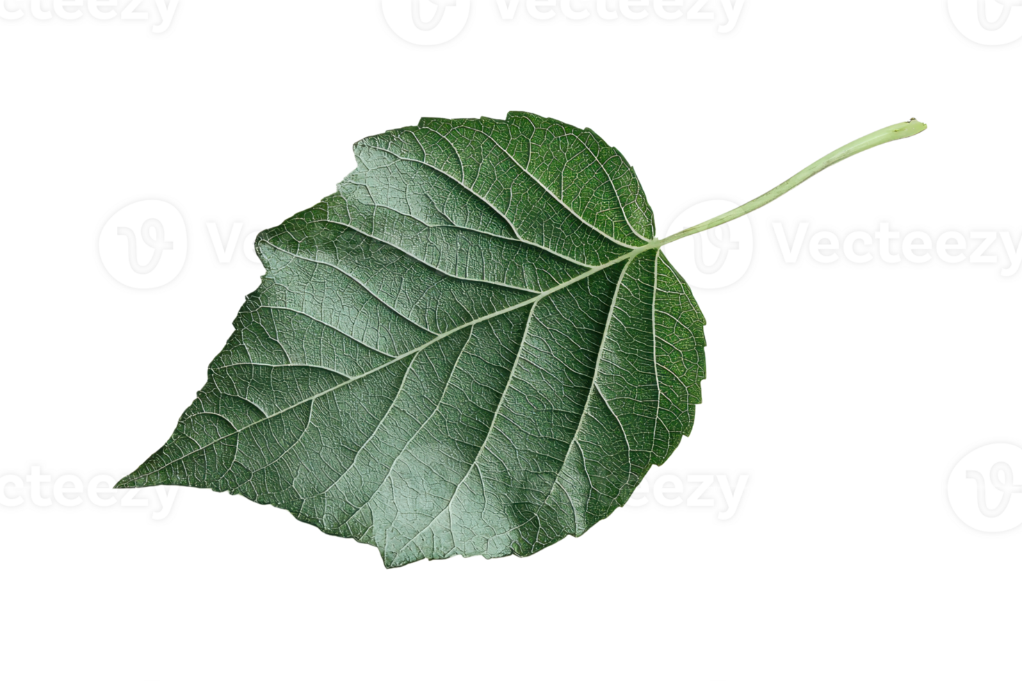 Close-up of a single green leaf with detailed veins and a transparent background. showcasing natural beauty and intricate texture. png