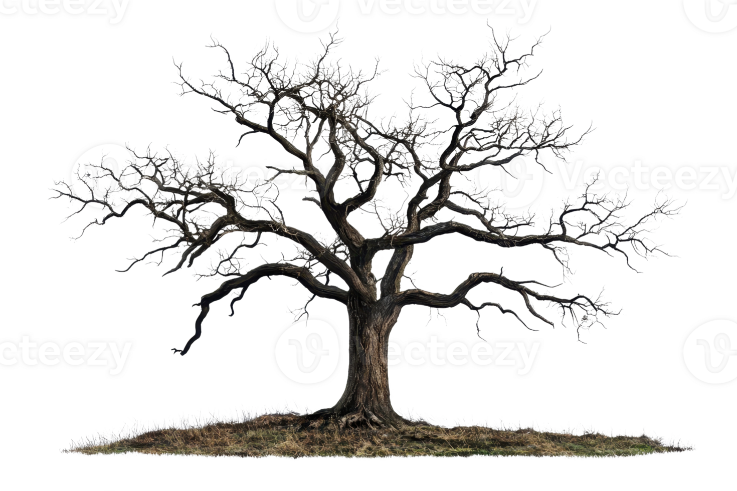 Majestic large tree standing alone with intricate branches, captured in a serene natural setting, perfect for nature-themed projects. png
