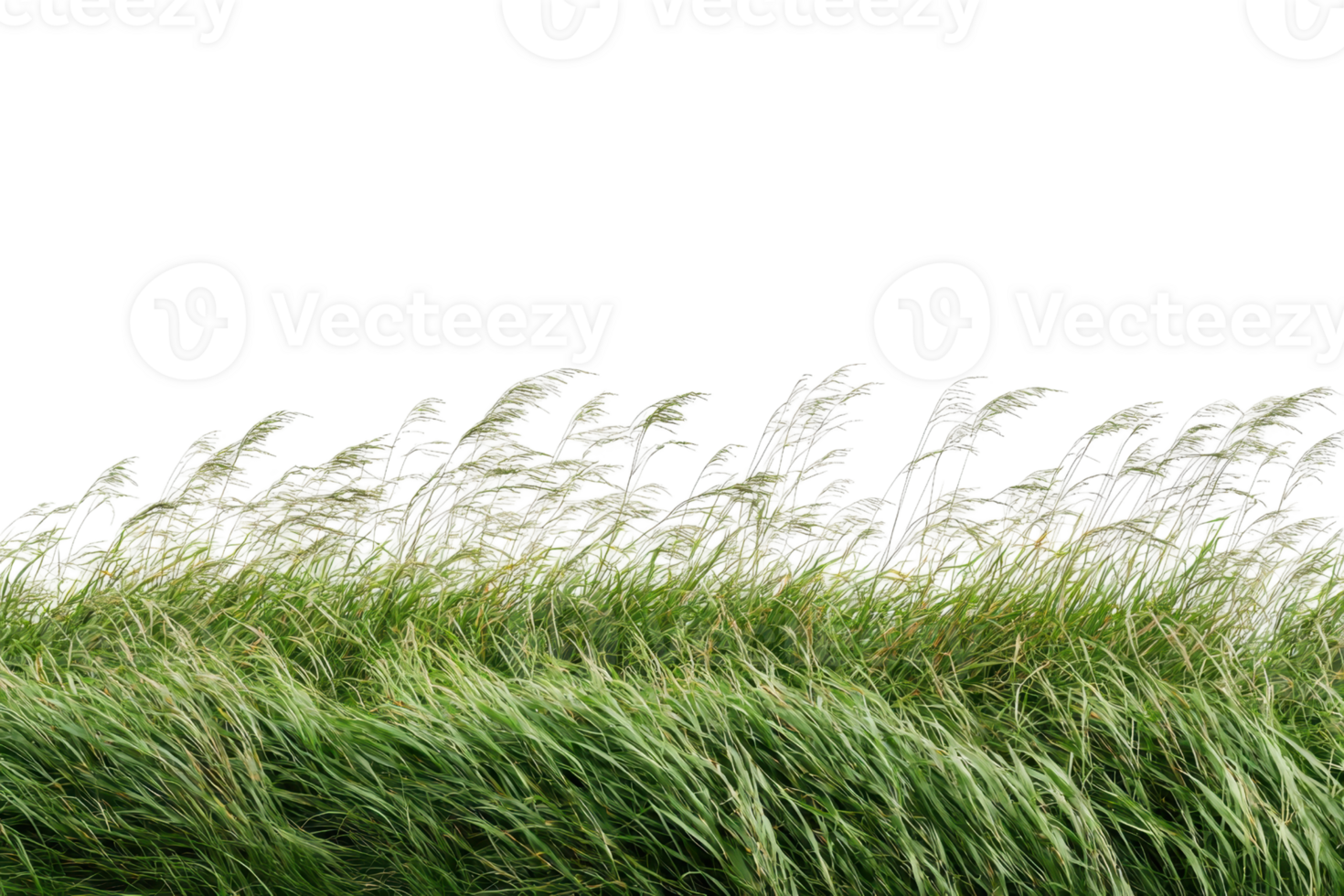 Tall grass swaying gracefully in the wind, creating a serene and peaceful nature scene in this beautiful stock photo. png