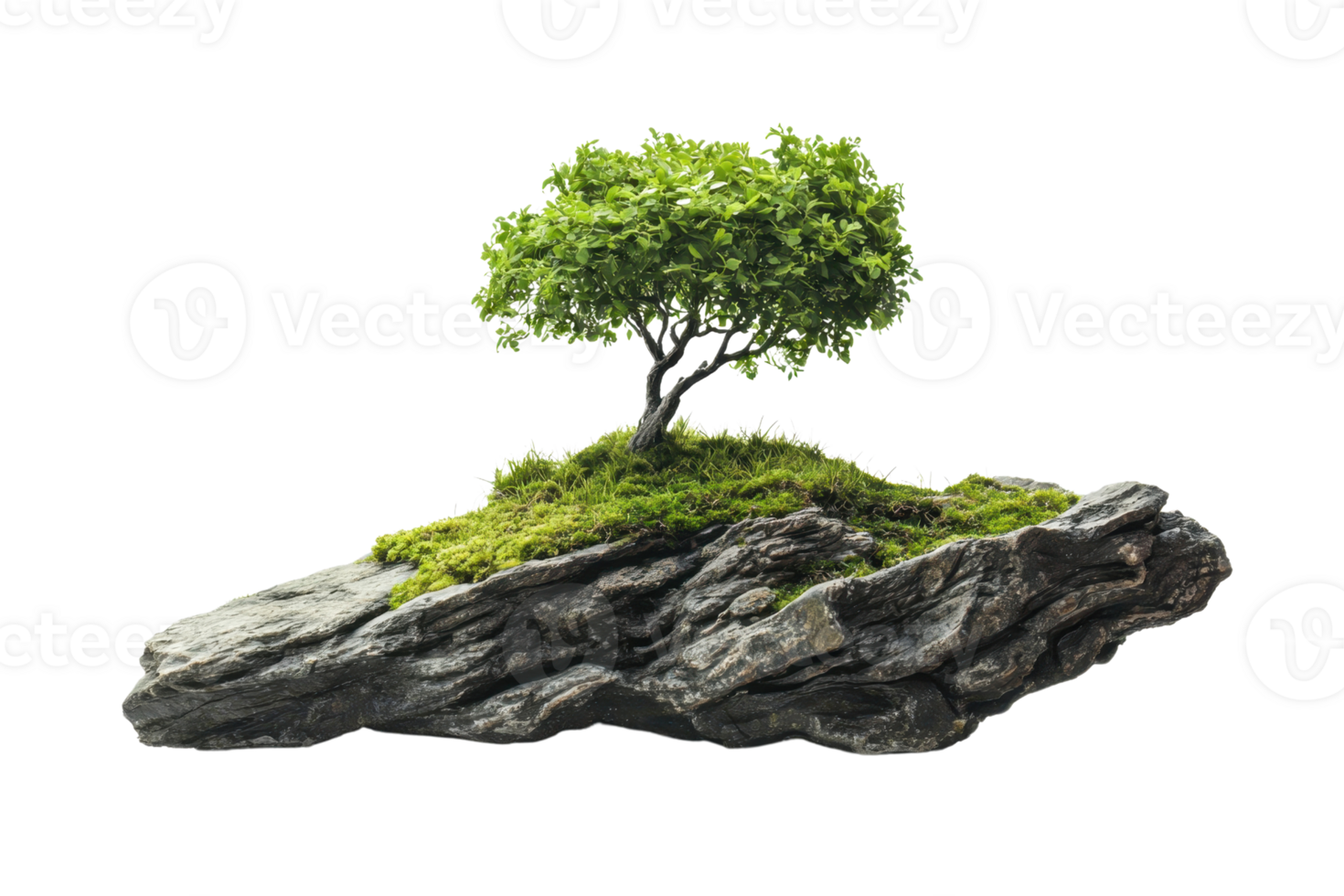 A serene bonsai tree on a moss-covered rock, symbolizing natural beauty and tranquility in a miniature landscape. png