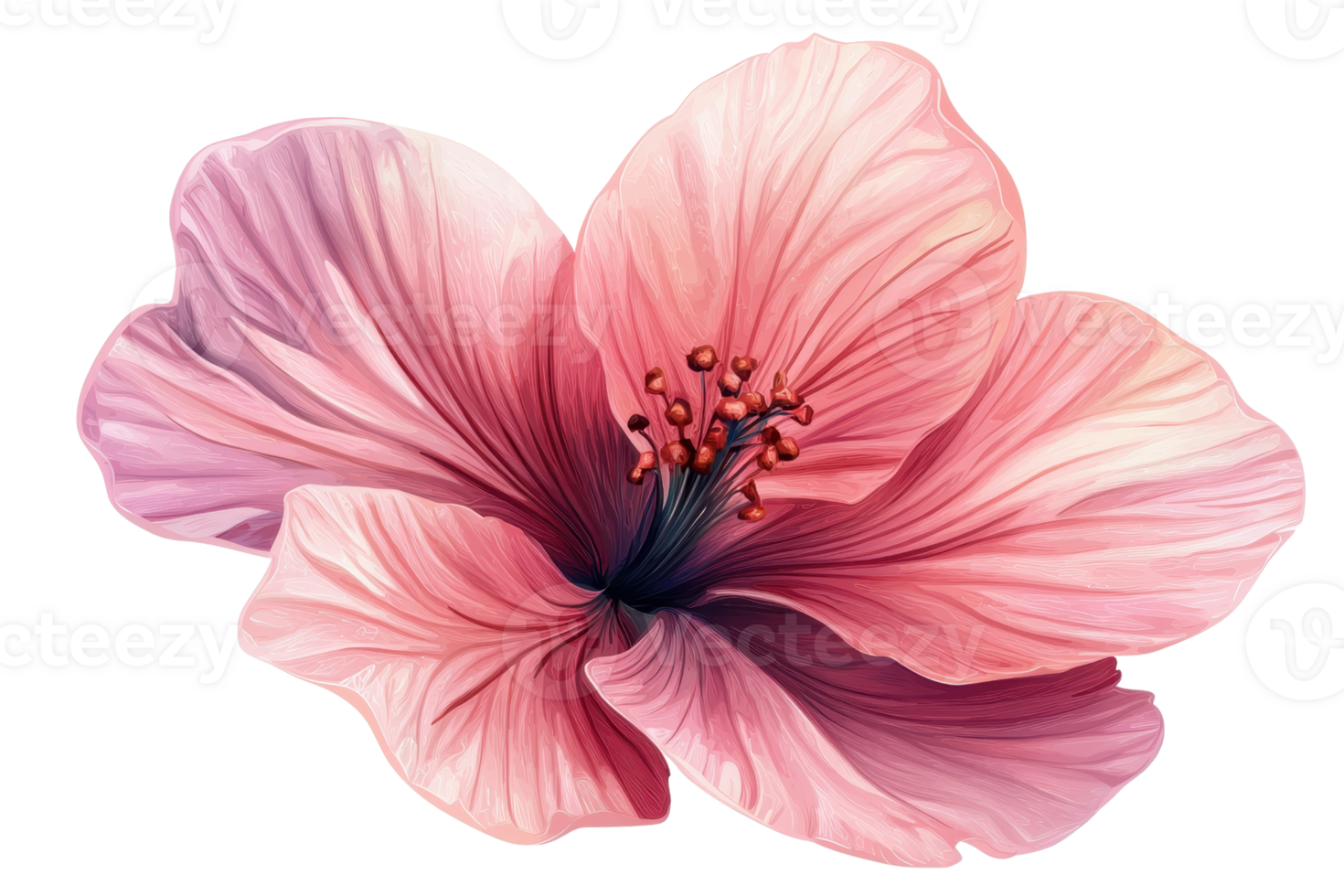 Beautiful close-up of a pink hibiscus flower with detailed petals and delicate colors, perfect for nature-themed designs and decorations. png