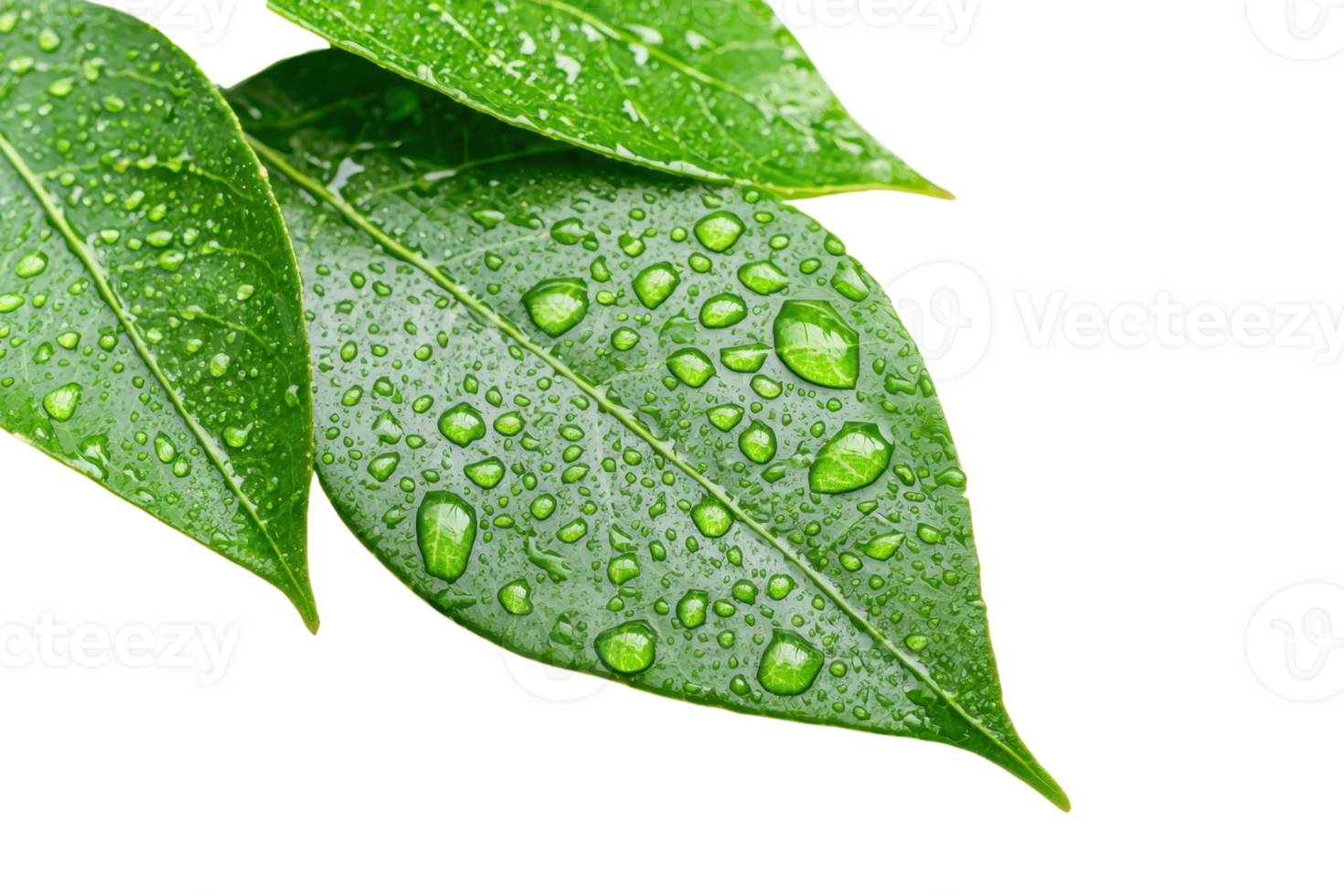 Close-up of green leaves with water droplets, showcasing nature's freshness and beauty. Ideal for nature, environment, and botanical projects. png