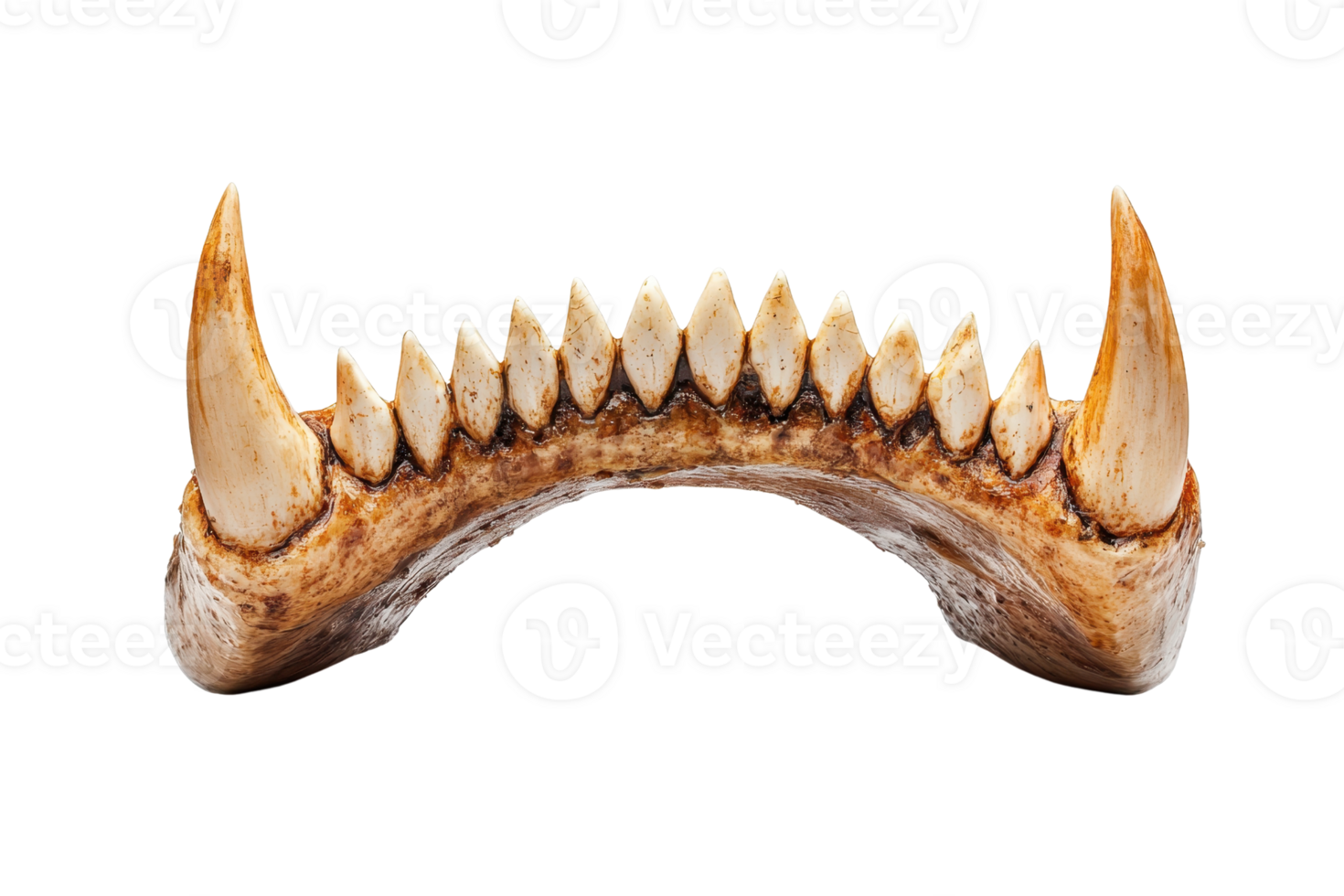 Close-up of a fossilized animal jawbone with teeth exposed, showcasing the detail and texture of the bones for educational and scientific use. png