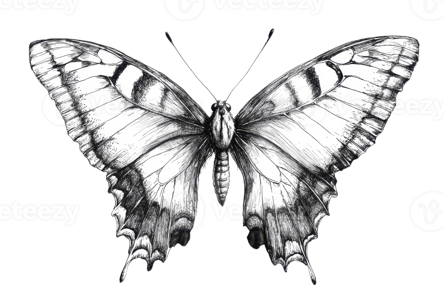 Detailed black-and-white sketch of a butterfly with intricate wing patterns. Perfect for nature, art, and design projects. png