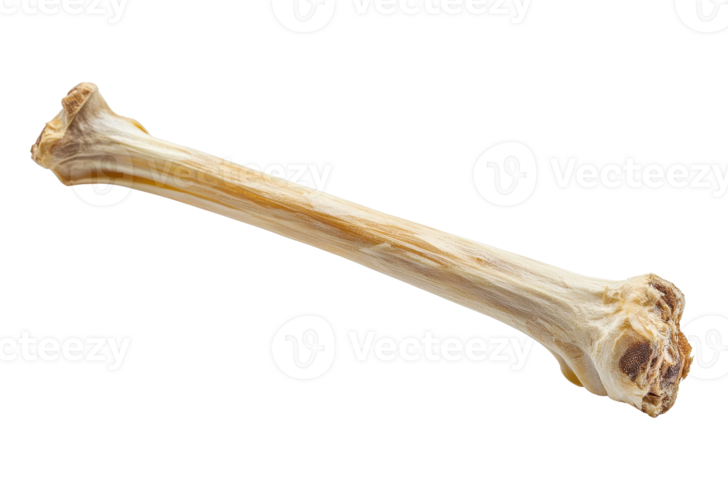 High-resolution image of a single bone isolated on a transparent background, perfect for educational, medical, or scientific use. png