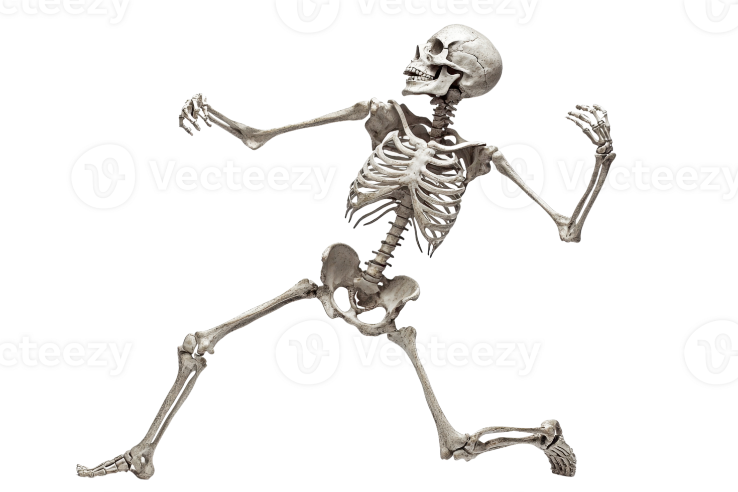 Animated human skeleton in a dynamic pose isolated on a transparent background. suitable for Halloween or anatomy study concepts. png