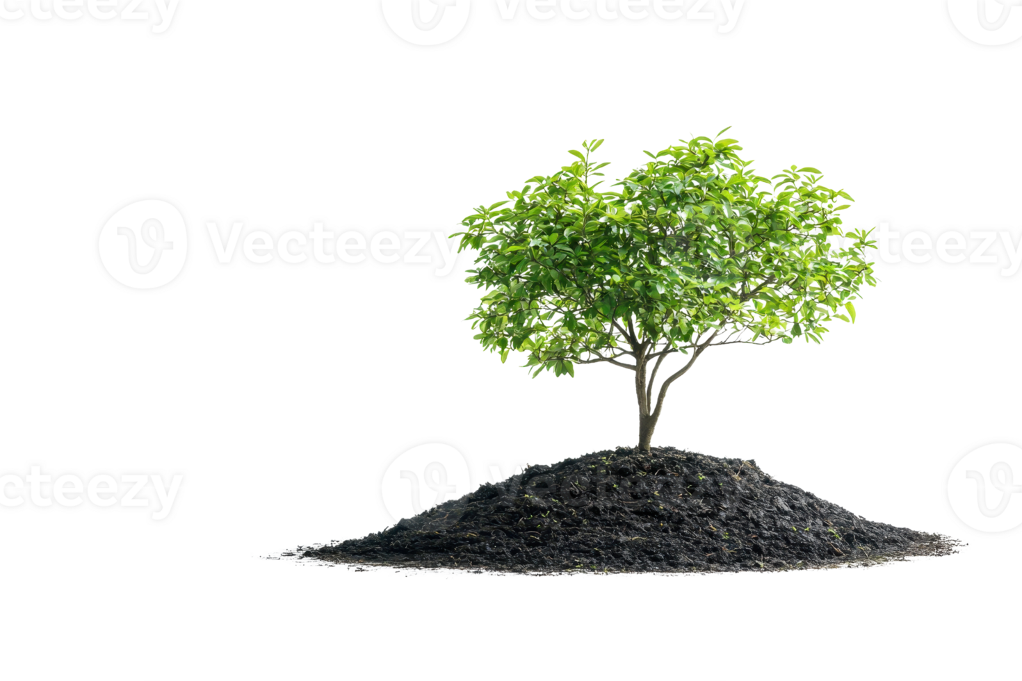 A thriving tree on a mound of soil against a transparent background. representing nature, growth, and the environment. png