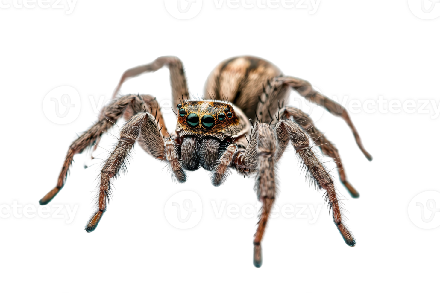 Close-up image of a detailed spider isolated on a transparent background. showcasing intricate patterns and textures. png