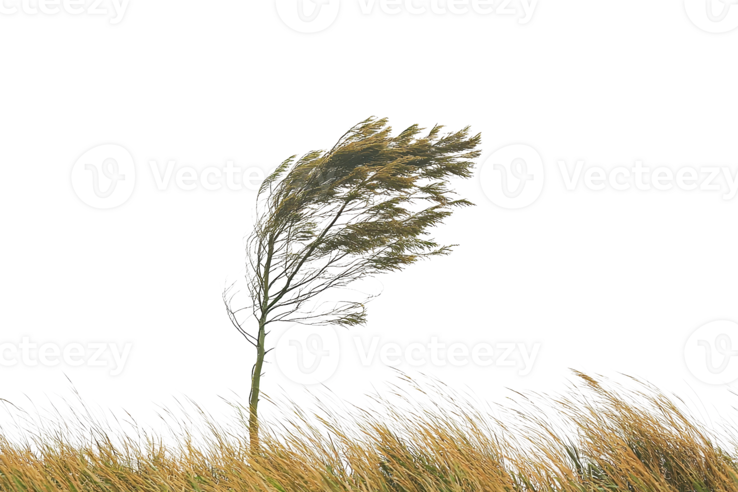 Isolated tall grass waving in the wind against a transparent background, perfect for nature, seasonal, and landscape designs. png